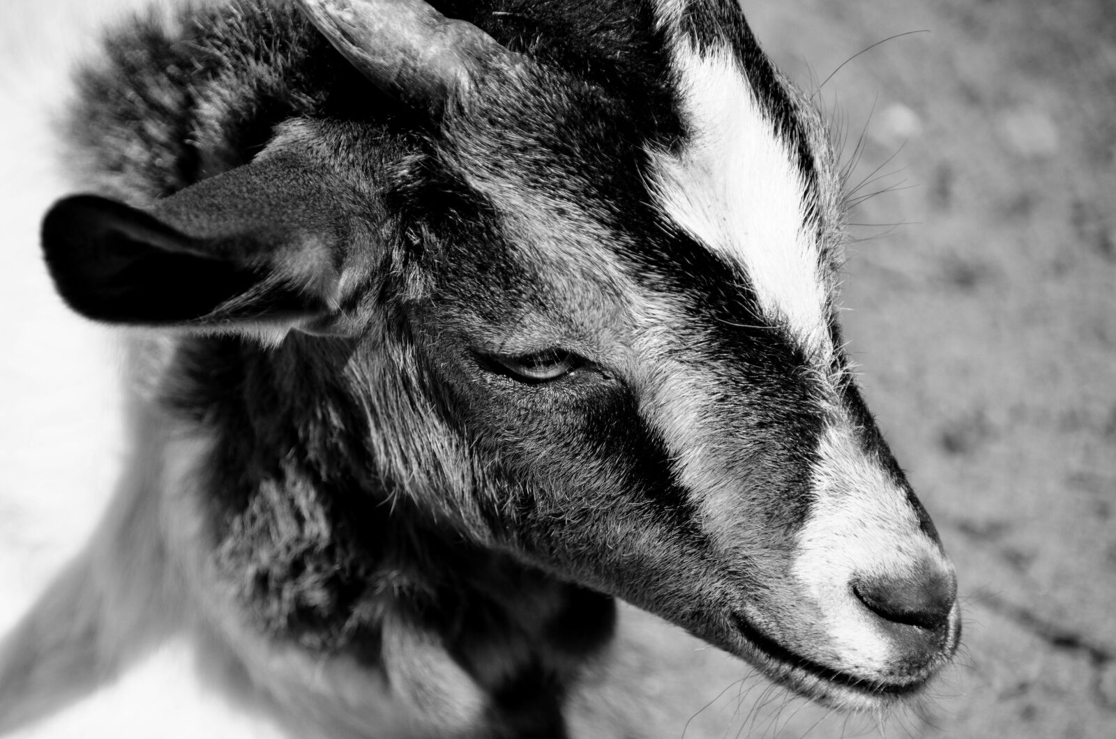 Nikon D7000 sample photo. Goat, black and white photography