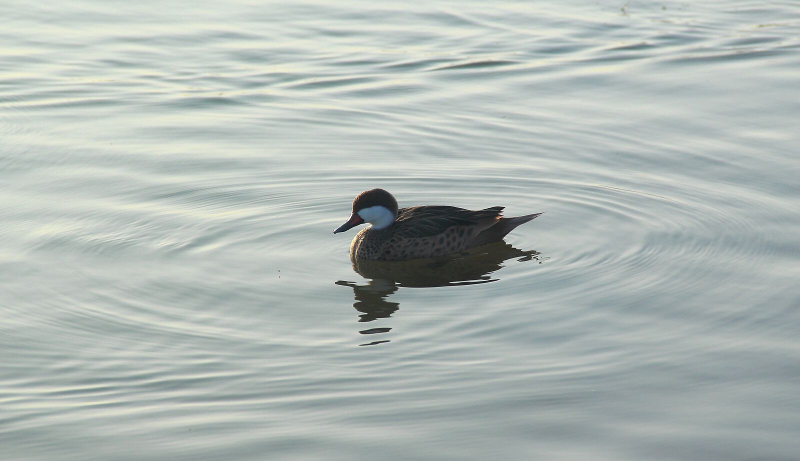 Canon EOS 60D sample photo. Bird, water, lake photography