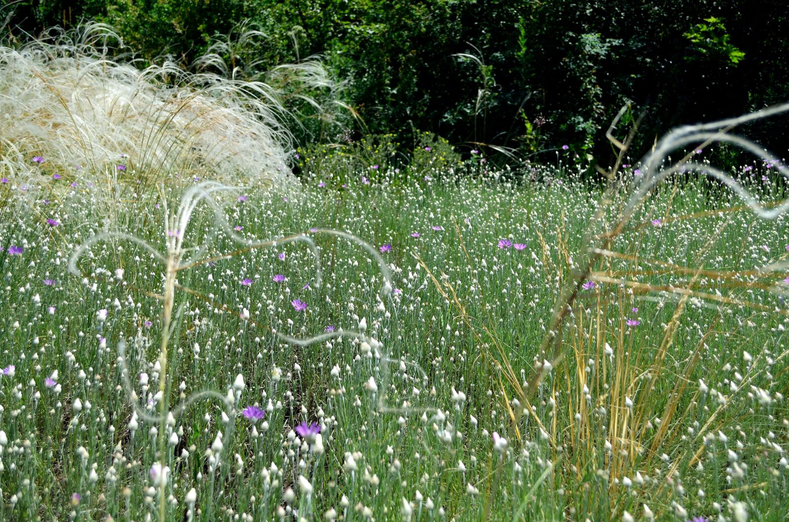 Nikon D5100 sample photo. Summer, flowers, motley grass photography
