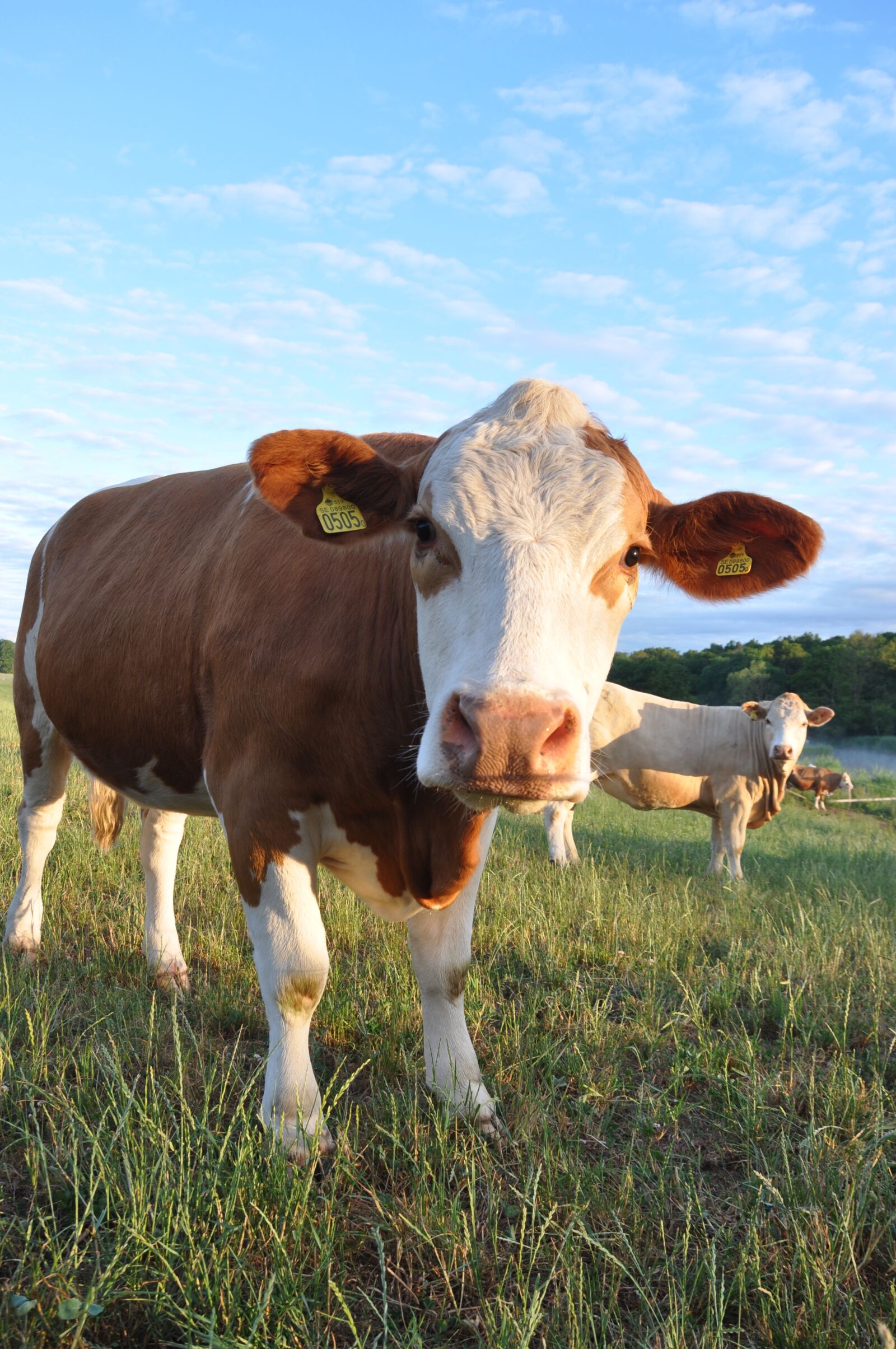 Nikon D90 sample photo. Ko, cattle, brown photography