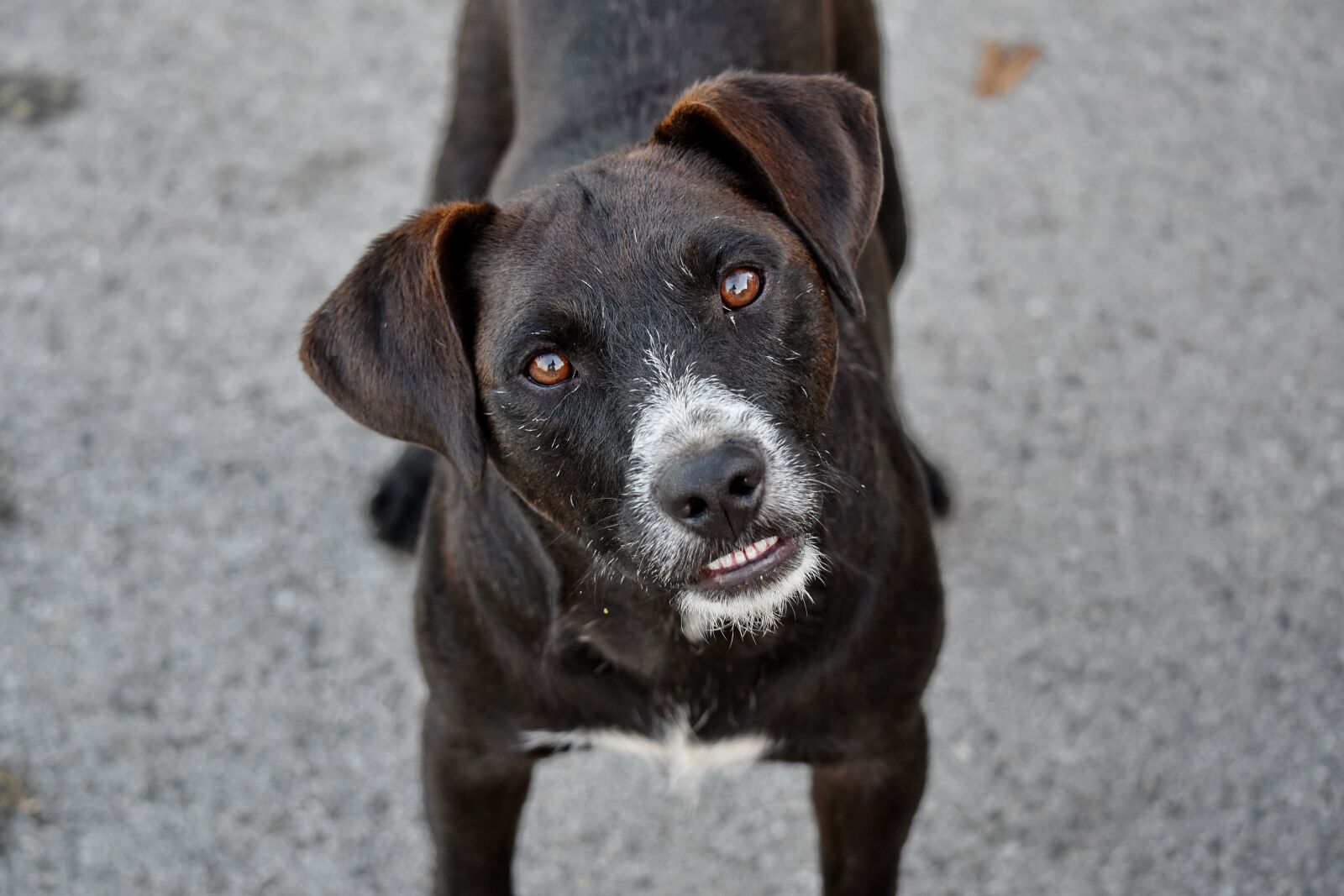 Nikon D5500 sample photo. Curious, head, purebred, teeth photography