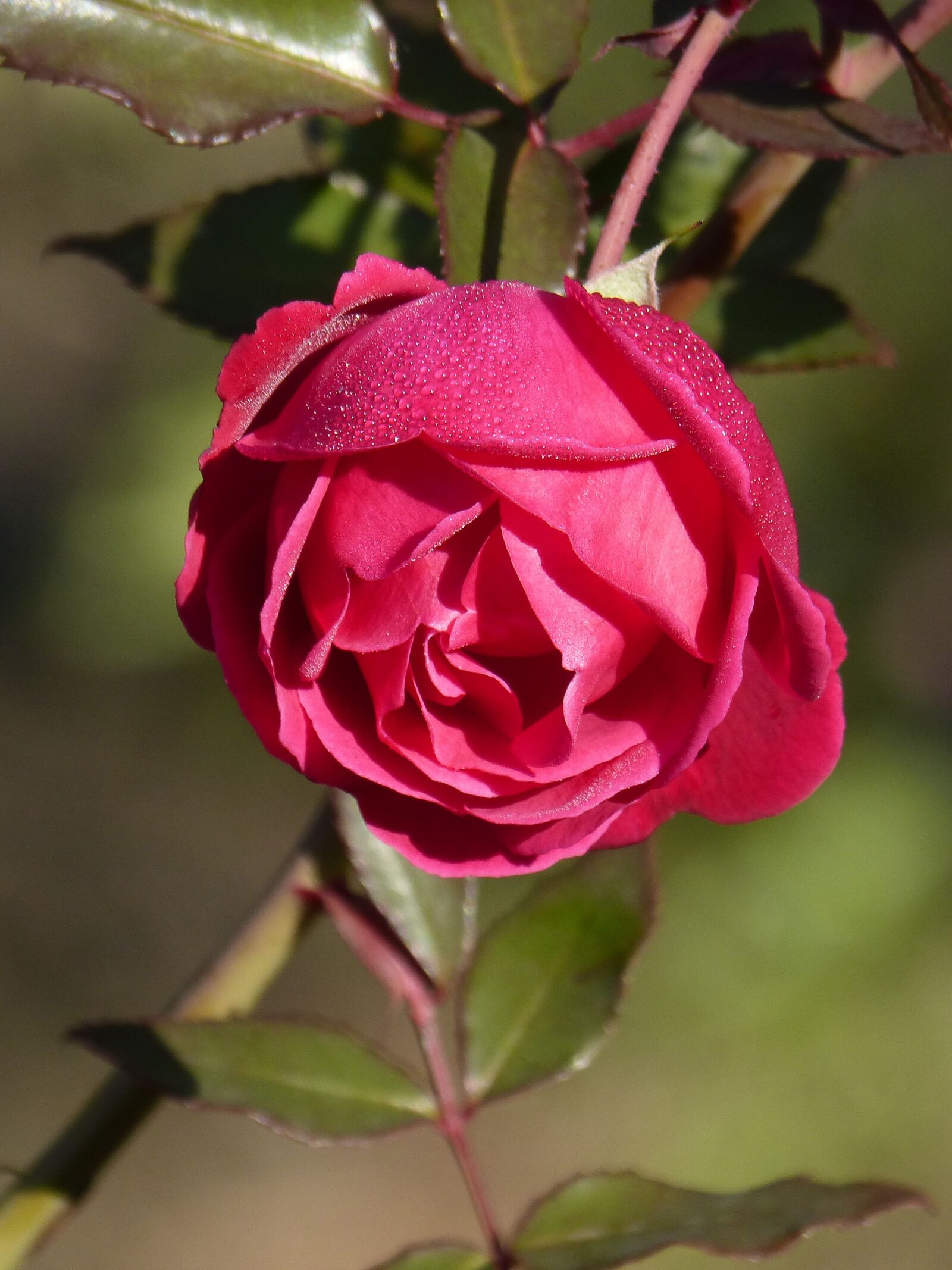Panasonic DMC-FZ62 sample photo. Rosa, rocio, flower freshness photography