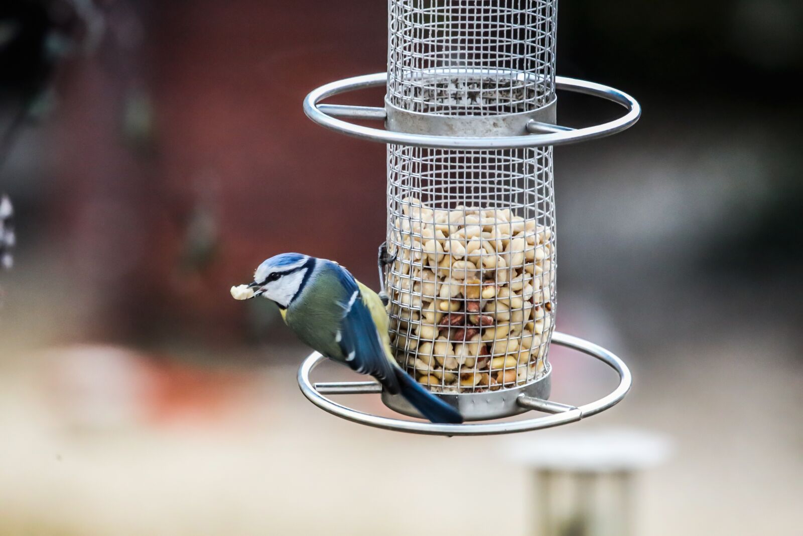 Canon EF 100-400mm F4.5-5.6L IS USM sample photo. Tit, bird, close up photography