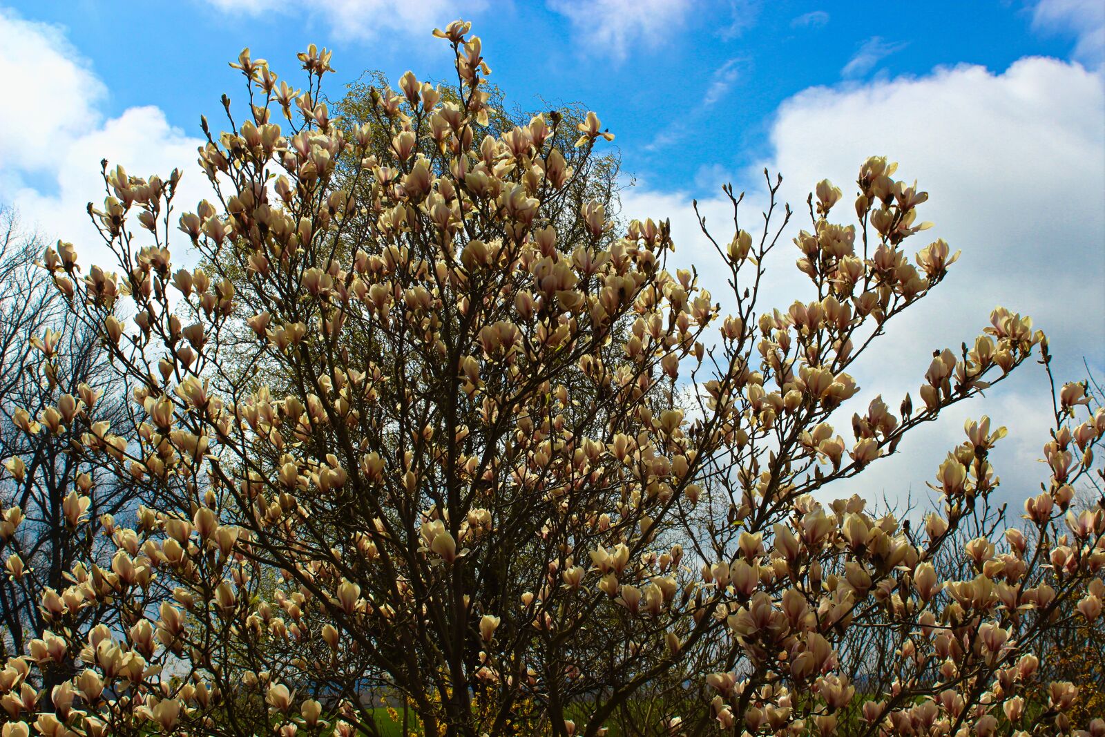 Canon EOS 600D (Rebel EOS T3i / EOS Kiss X5) sample photo. Magnolia, tulip tree, bloom photography