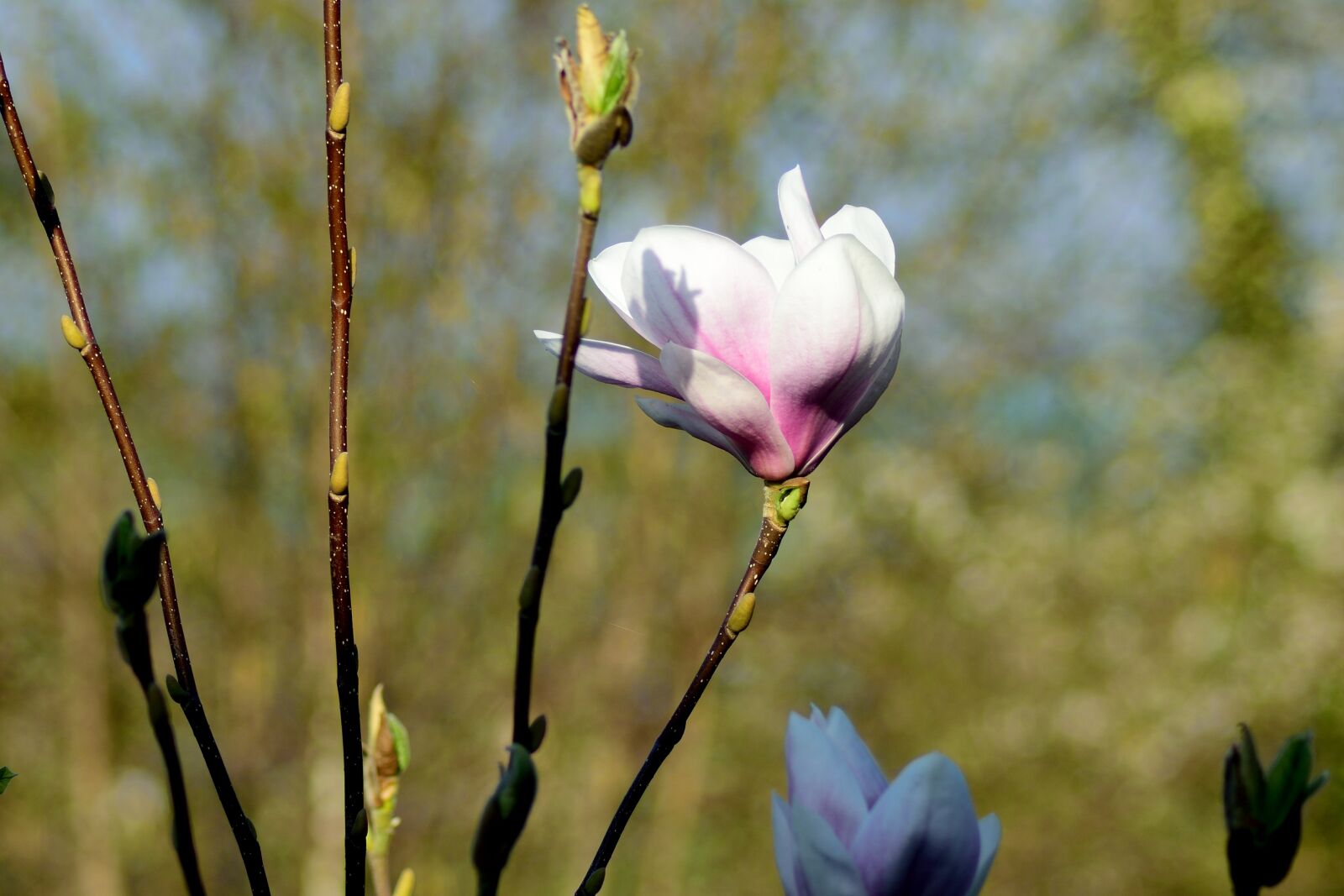 Nikon D3300 sample photo. Magnolia, close up, blossom photography