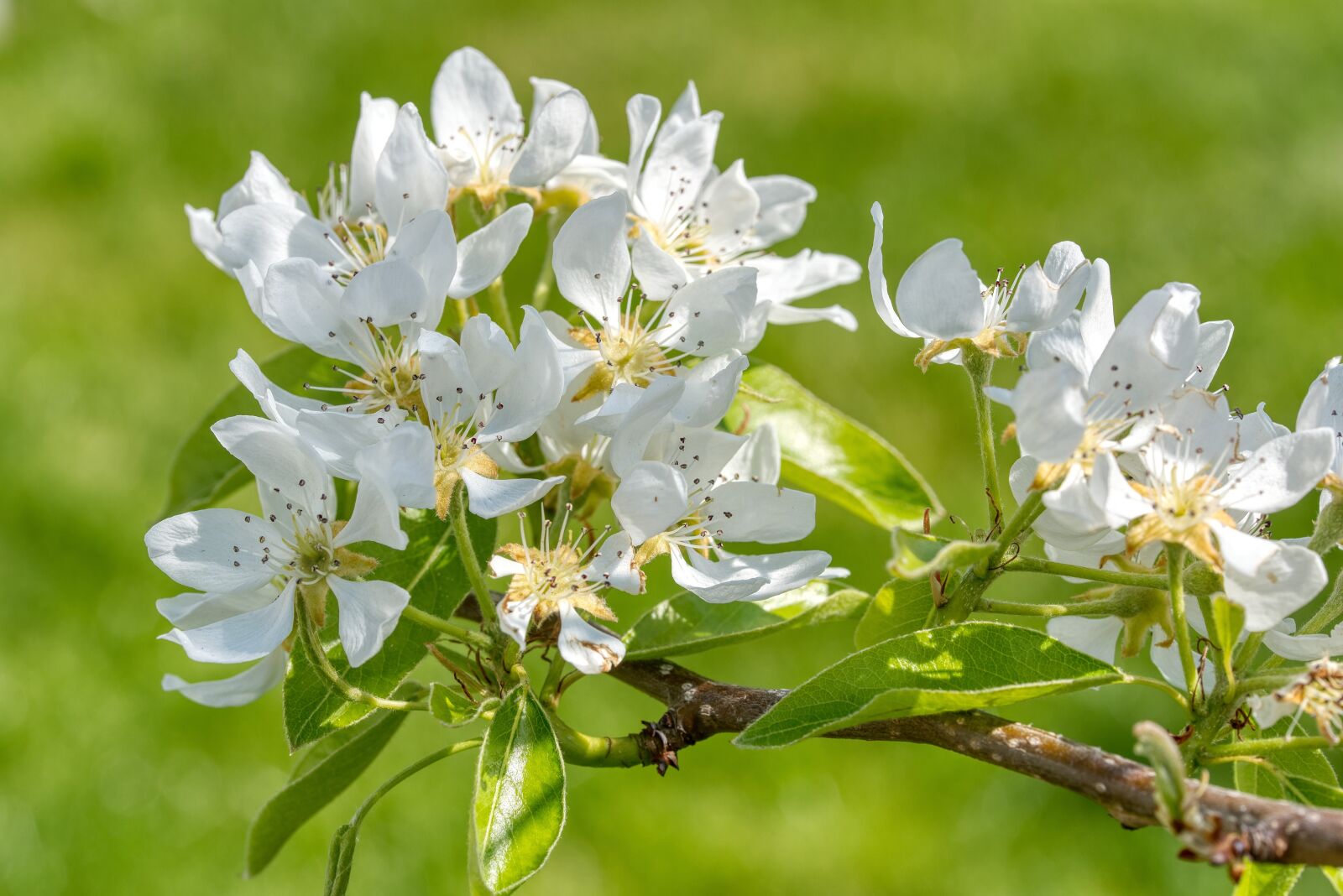 Nikon D750 sample photo. Pear tree, pear blossom photography