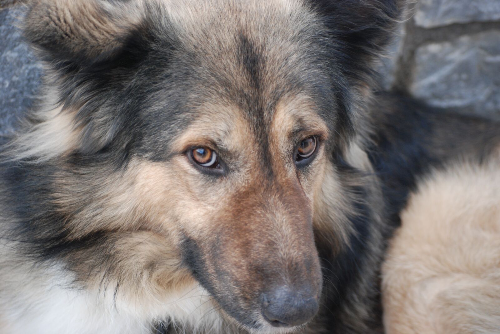 Nikon D80 sample photo. Dog, pet, animal photography