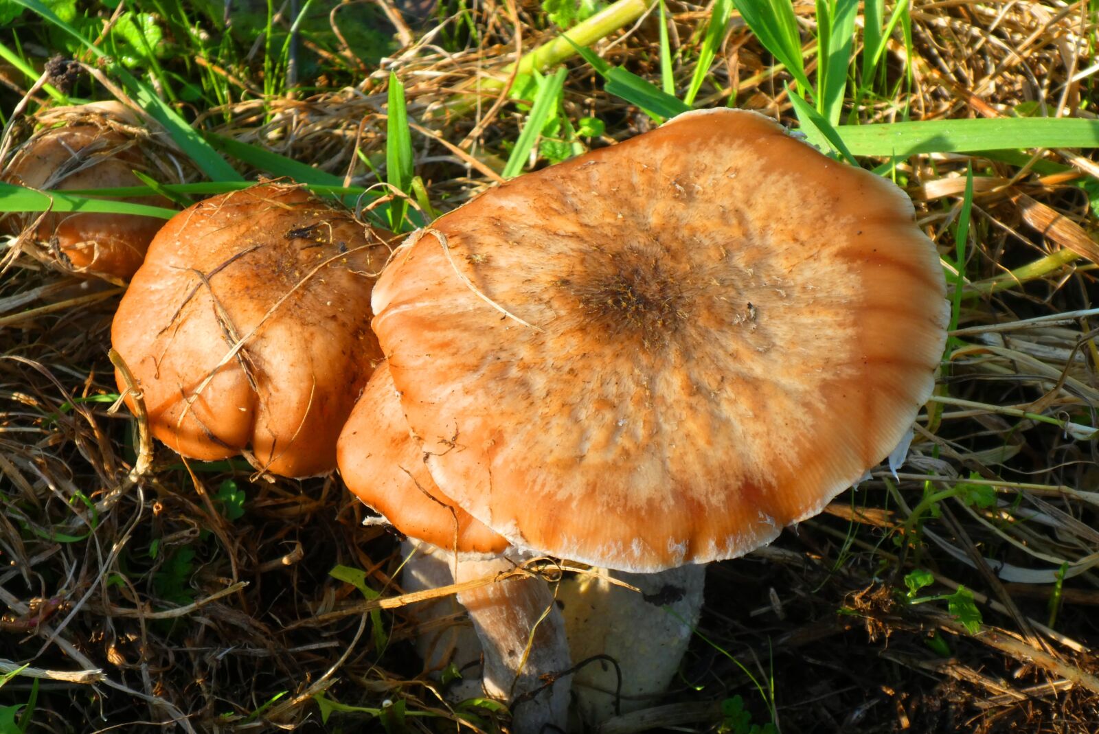 Panasonic Lumix DC-ZS70 (Lumix DC-TZ90) sample photo. Mushrooms, autumn, forest photography