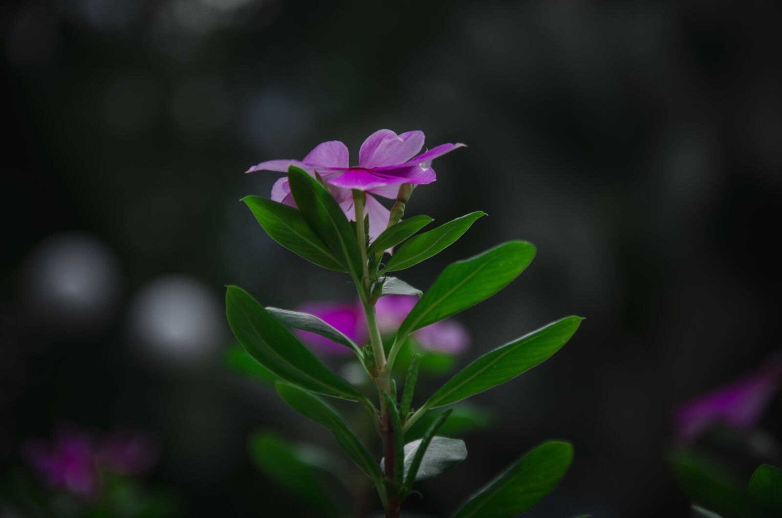 Nikon D7000 sample photo. Periwinkle pink, flower, pink photography