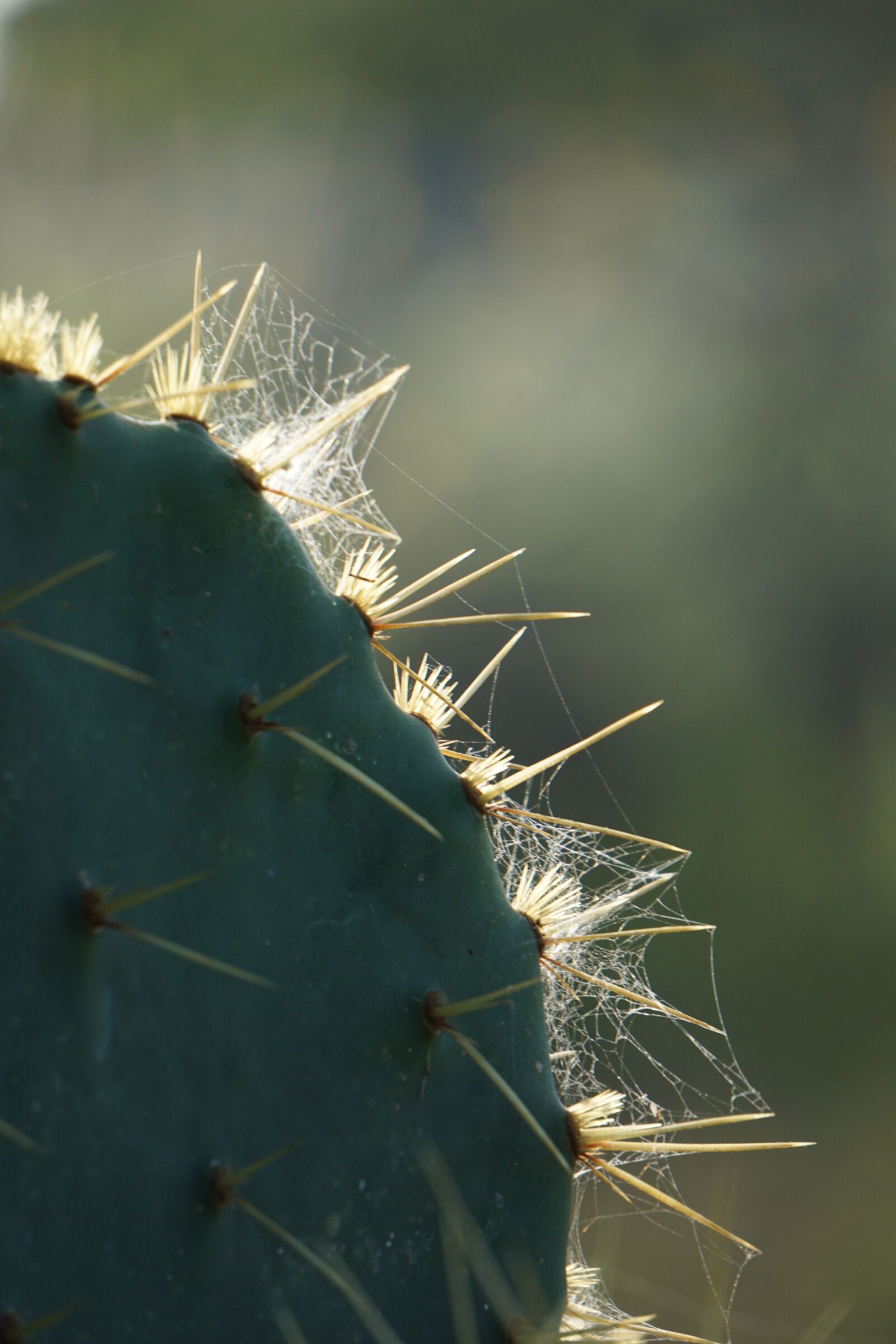 Sony E 55-210mm F4.5-6.3 OSS sample photo. Cactus, thorns, spider web photography