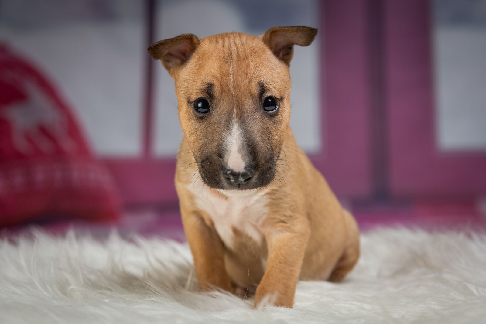 Nikon D7200 sample photo. Puppy, dog, animal photography