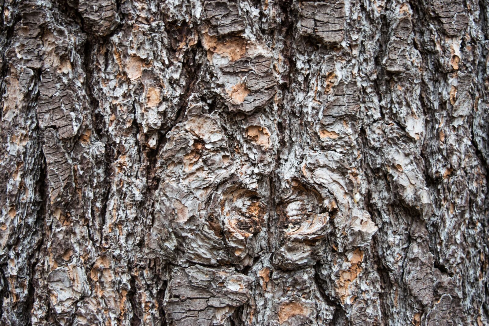 Nikon D3300 sample photo. Bark, desktop, log photography