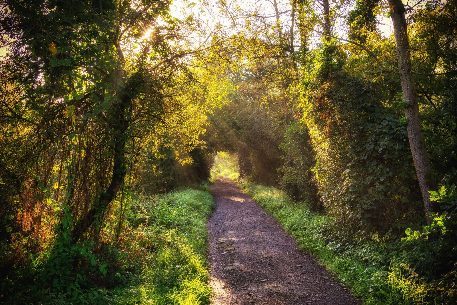 Nikon D3300 sample photo. Nature, road, wood, leaf photography