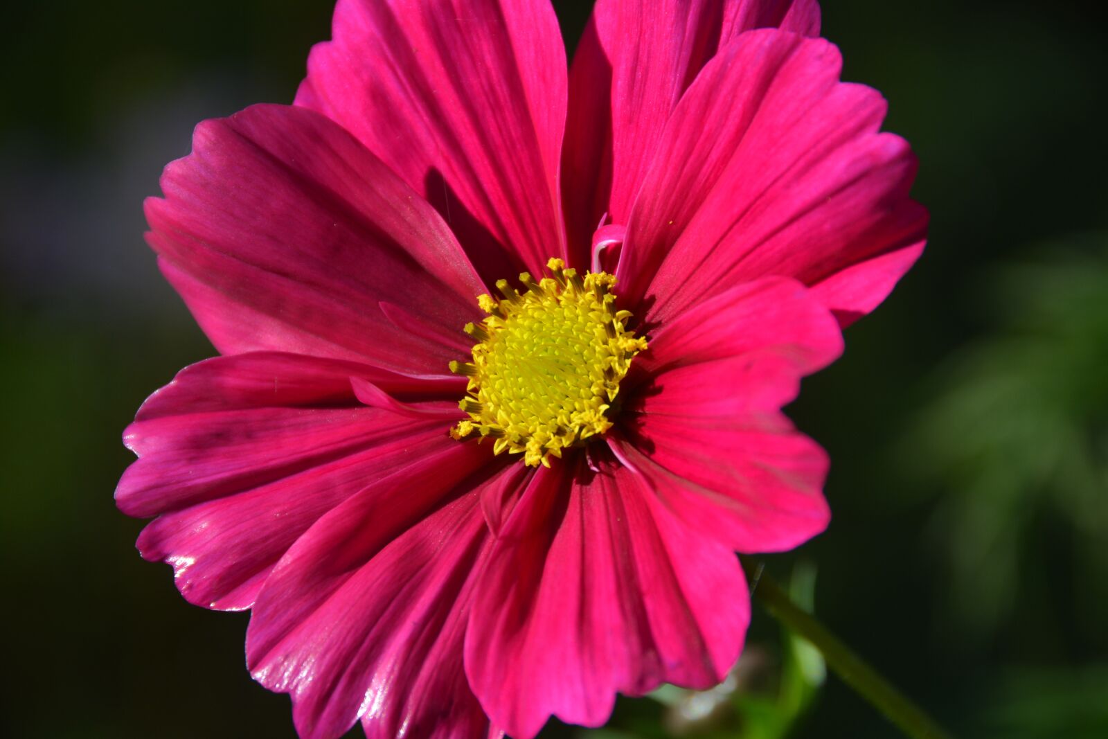 Nikon D7100 sample photo. Flower, glowing, pink photography