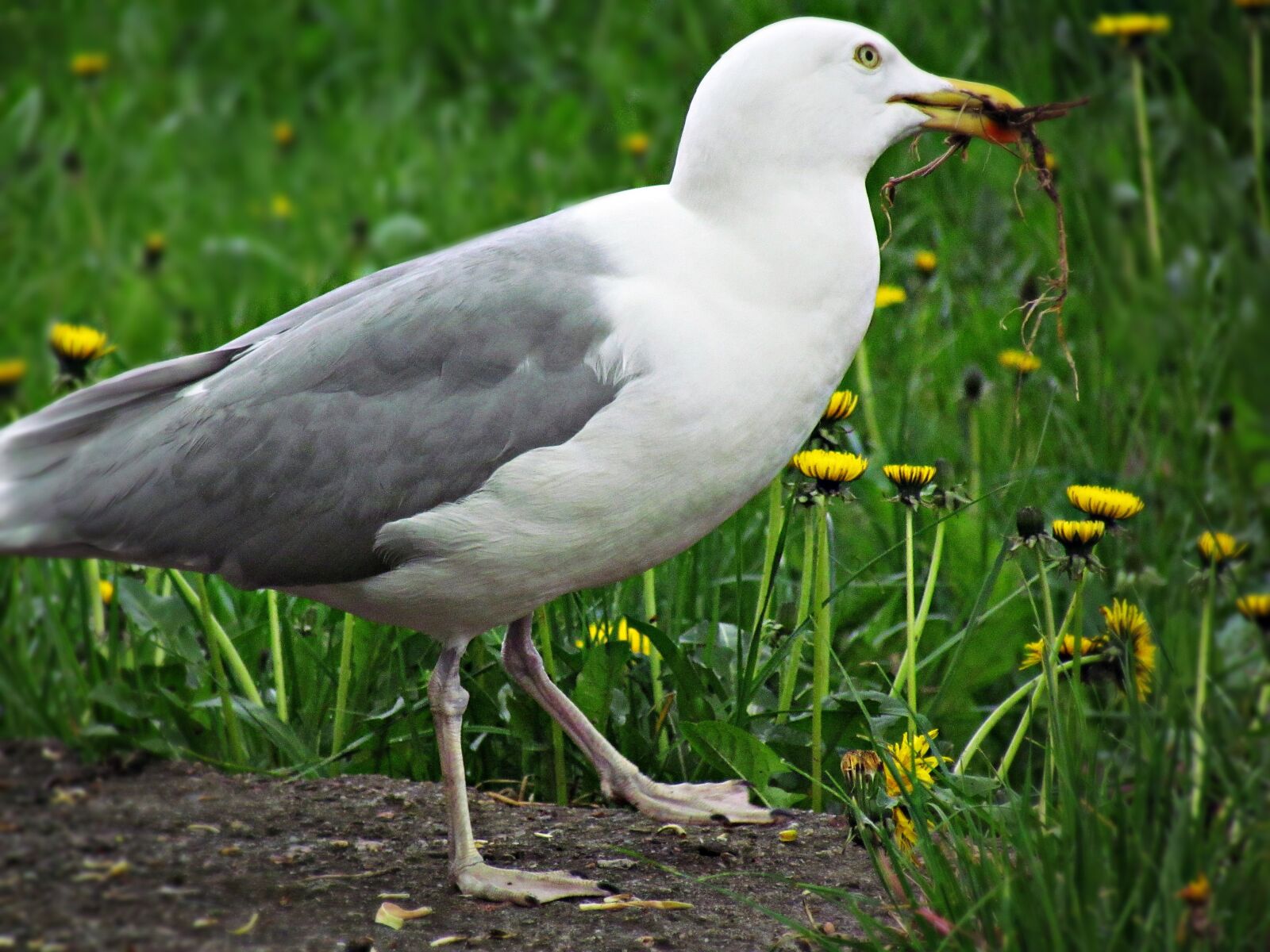 Canon PowerShot SX30 IS sample photo. Seagull, bird, grass photography