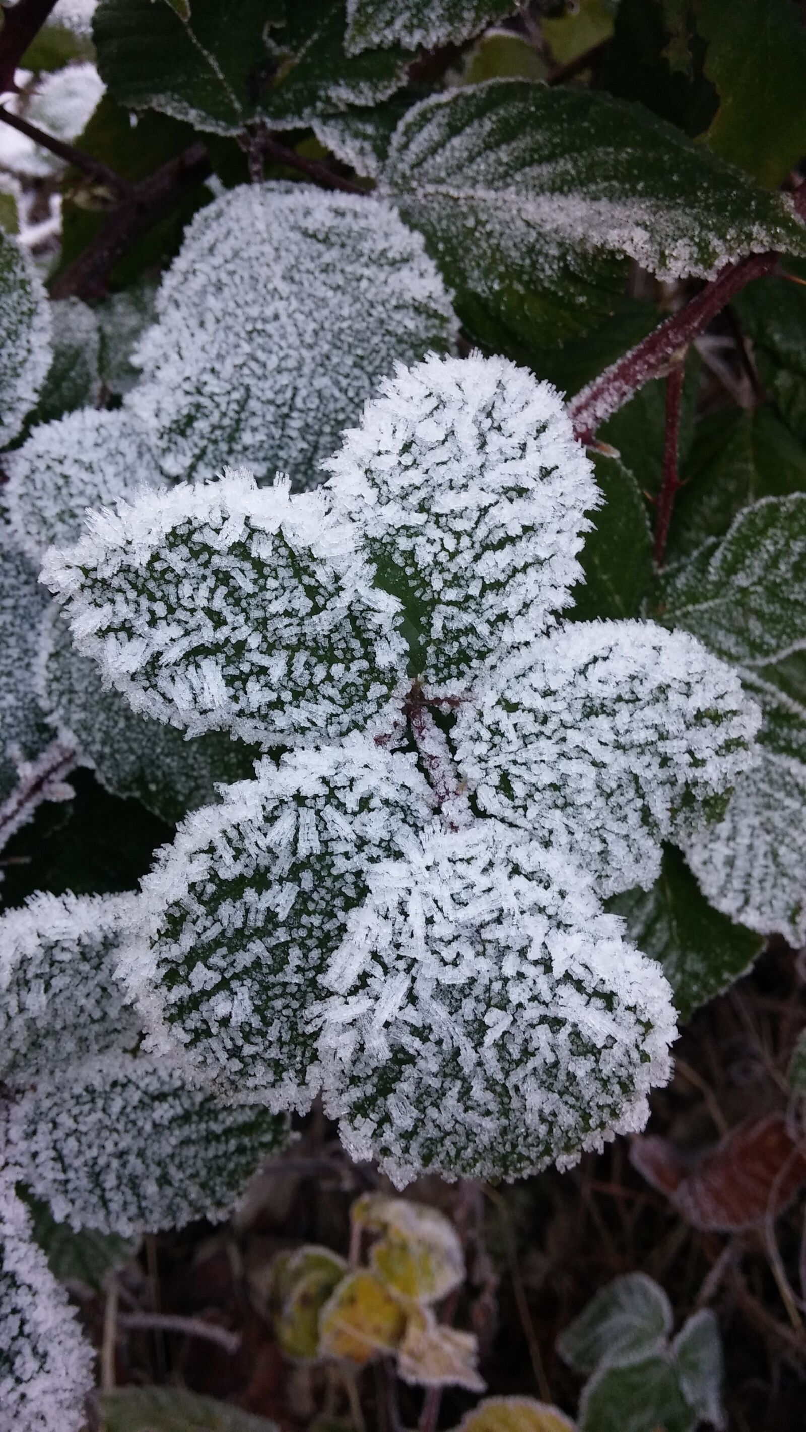 LG G2 sample photo. Winter, frost, cold photography