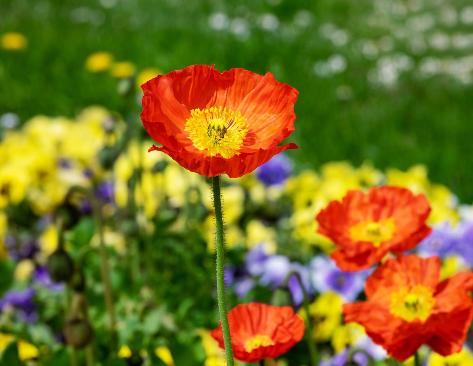 Fujifilm XF 55-200mm F3.5-4.8 R LM OIS sample photo. Poppy, flower, blossom photography