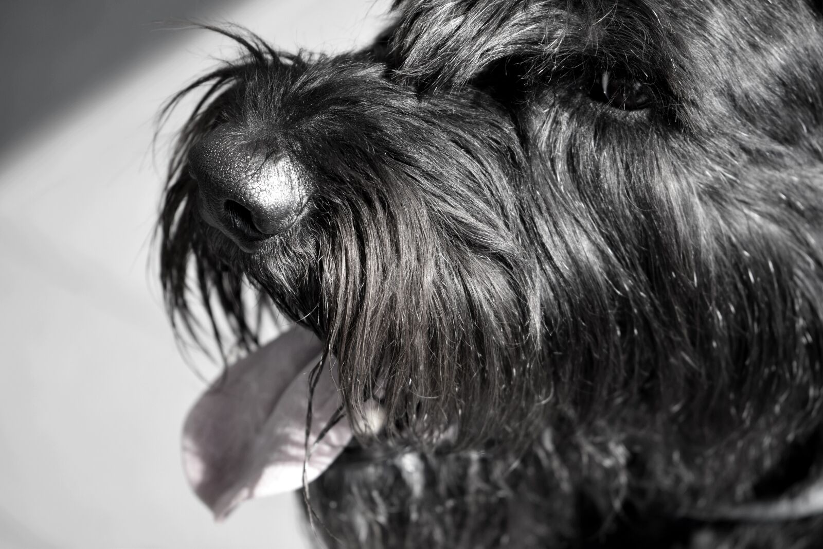 Nikon D5600 sample photo. Dog, bart, schnauzer photography