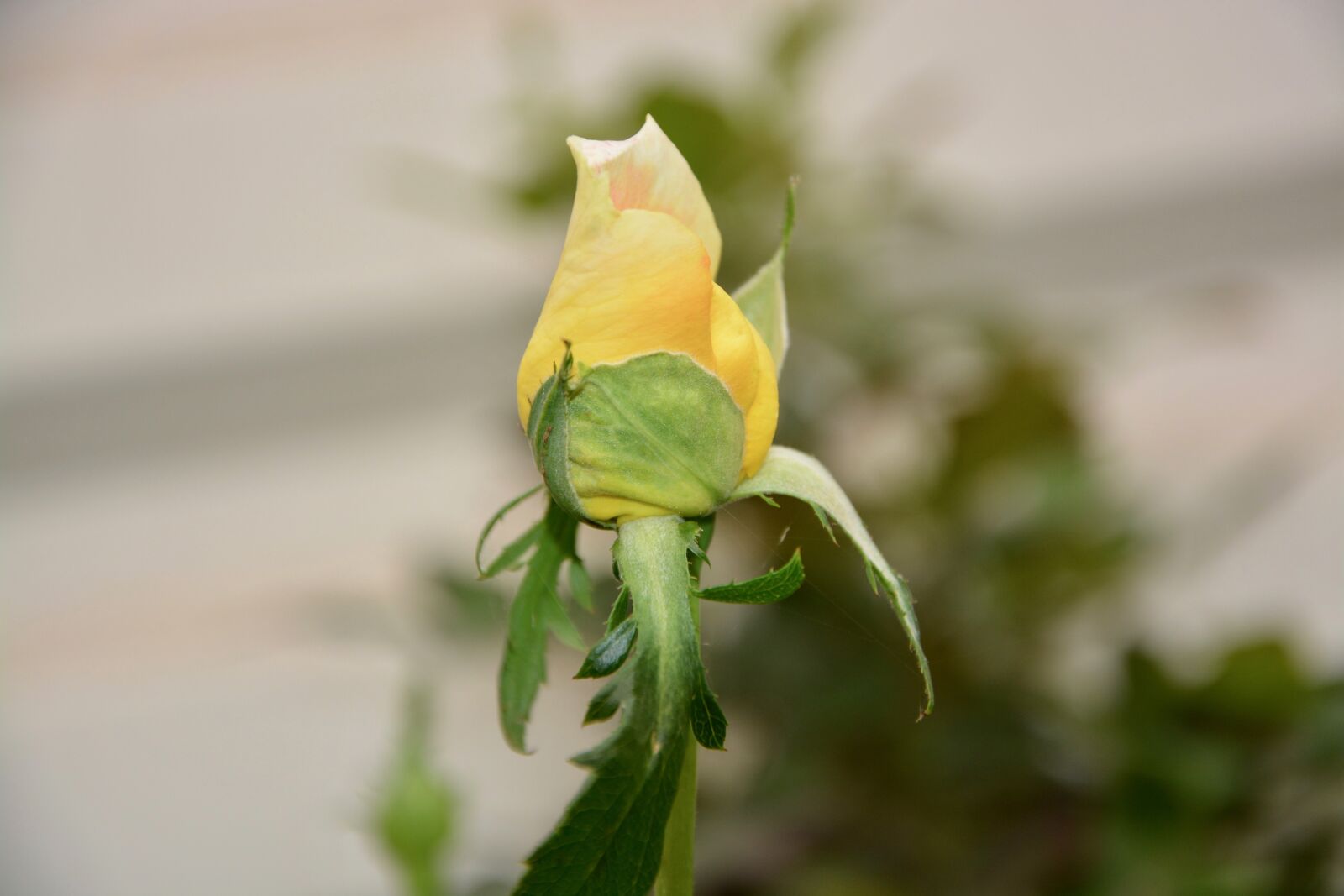 Nikon D5200 sample photo. Flower, plant, rose bud photography