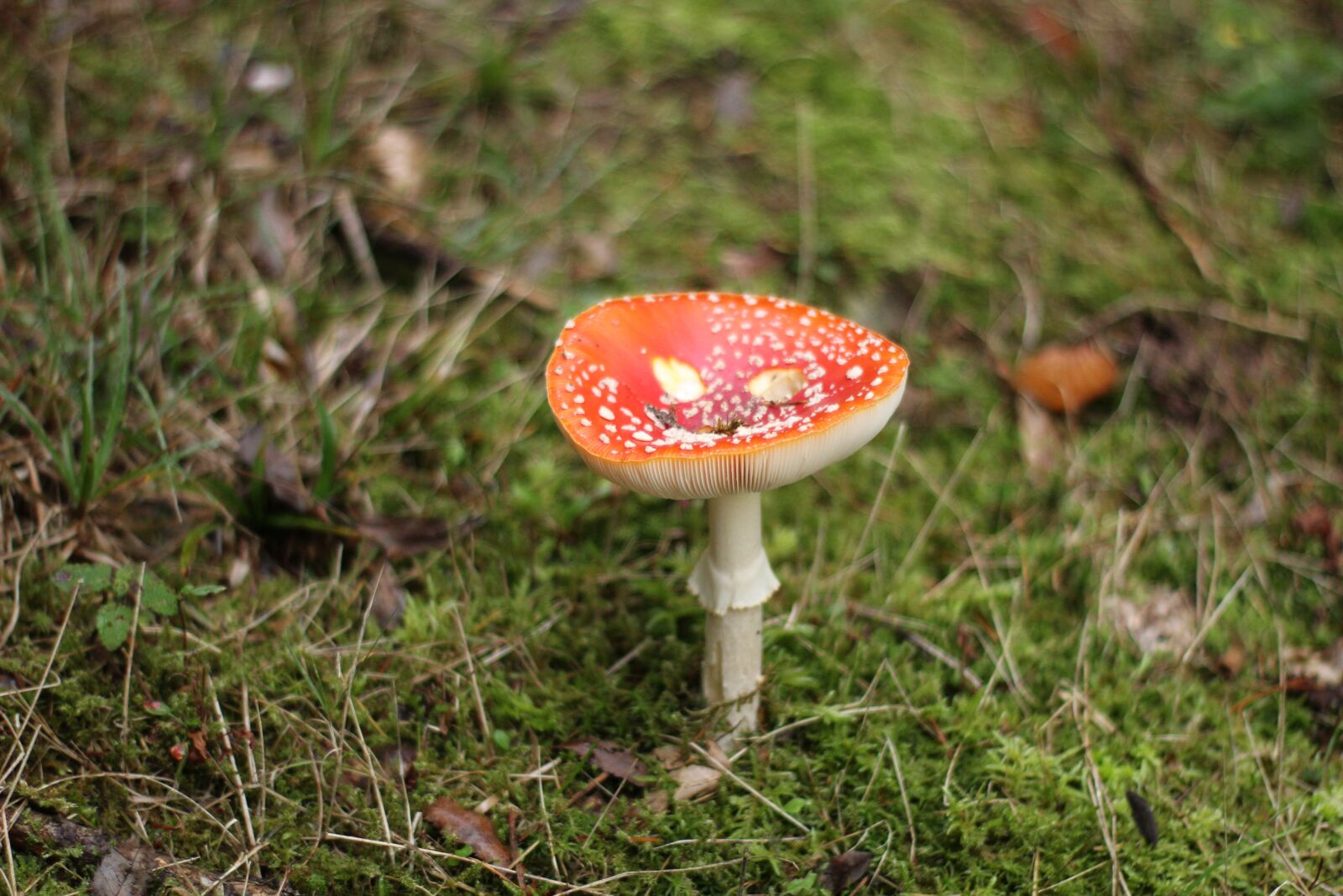 Canon EOS 1300D (EOS Rebel T6 / EOS Kiss X80) sample photo. Moss, forest, mushroom photography