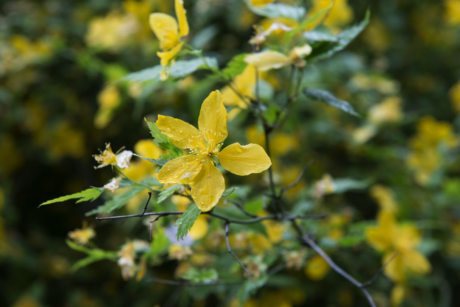 Nikon D800 sample photo. Yellow, flower, plant photography
