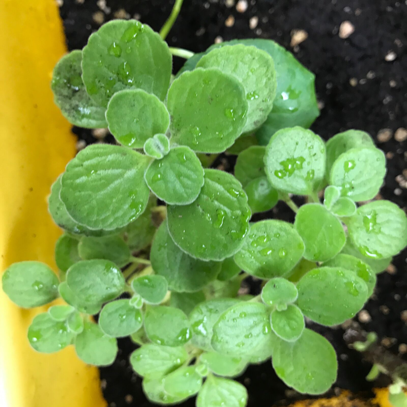 Apple iPhone 7 Plus sample photo. Herb, plant, botany photography