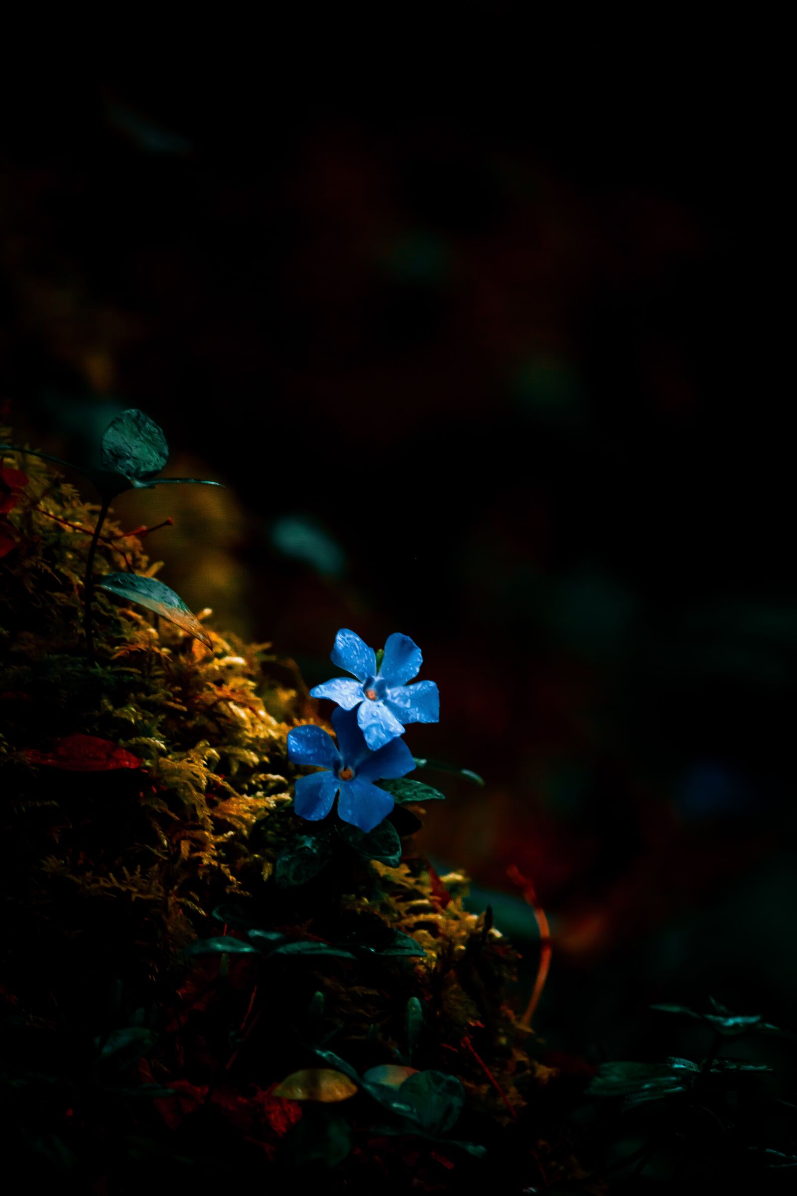 Canon EF-S 55-250mm F4-5.6 IS STM sample photo. Flower, nature, blue photography