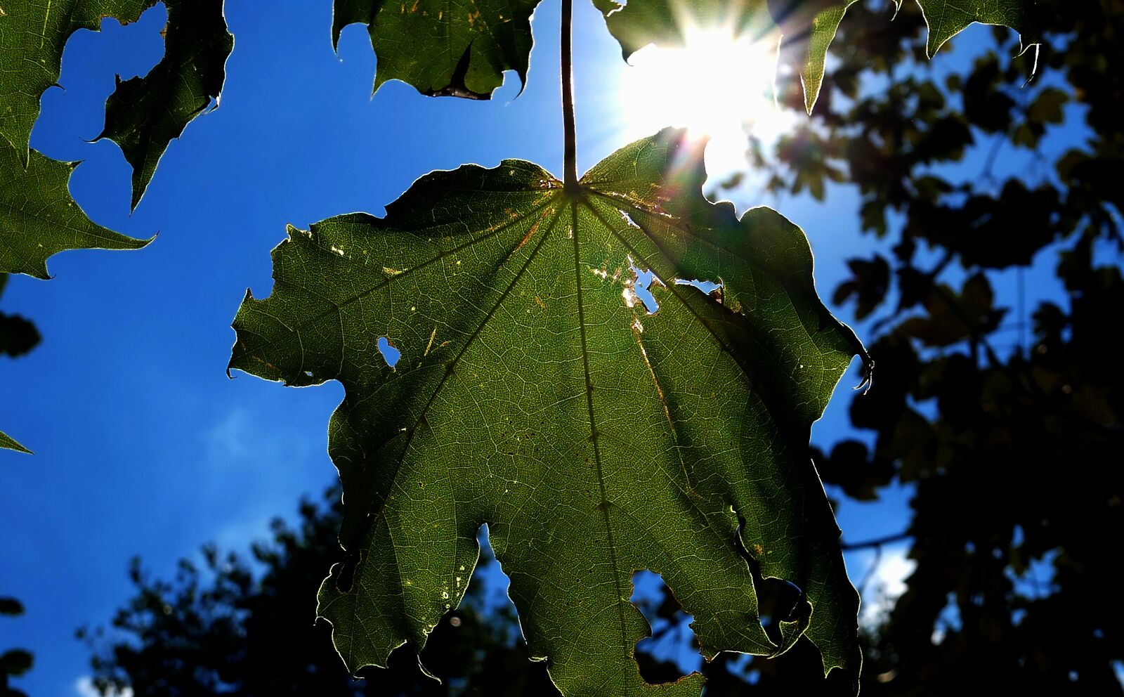 Panasonic Lumix DMC-LX10 (Lumix DMC-LX15) sample photo. Leaf, tree, nature photography