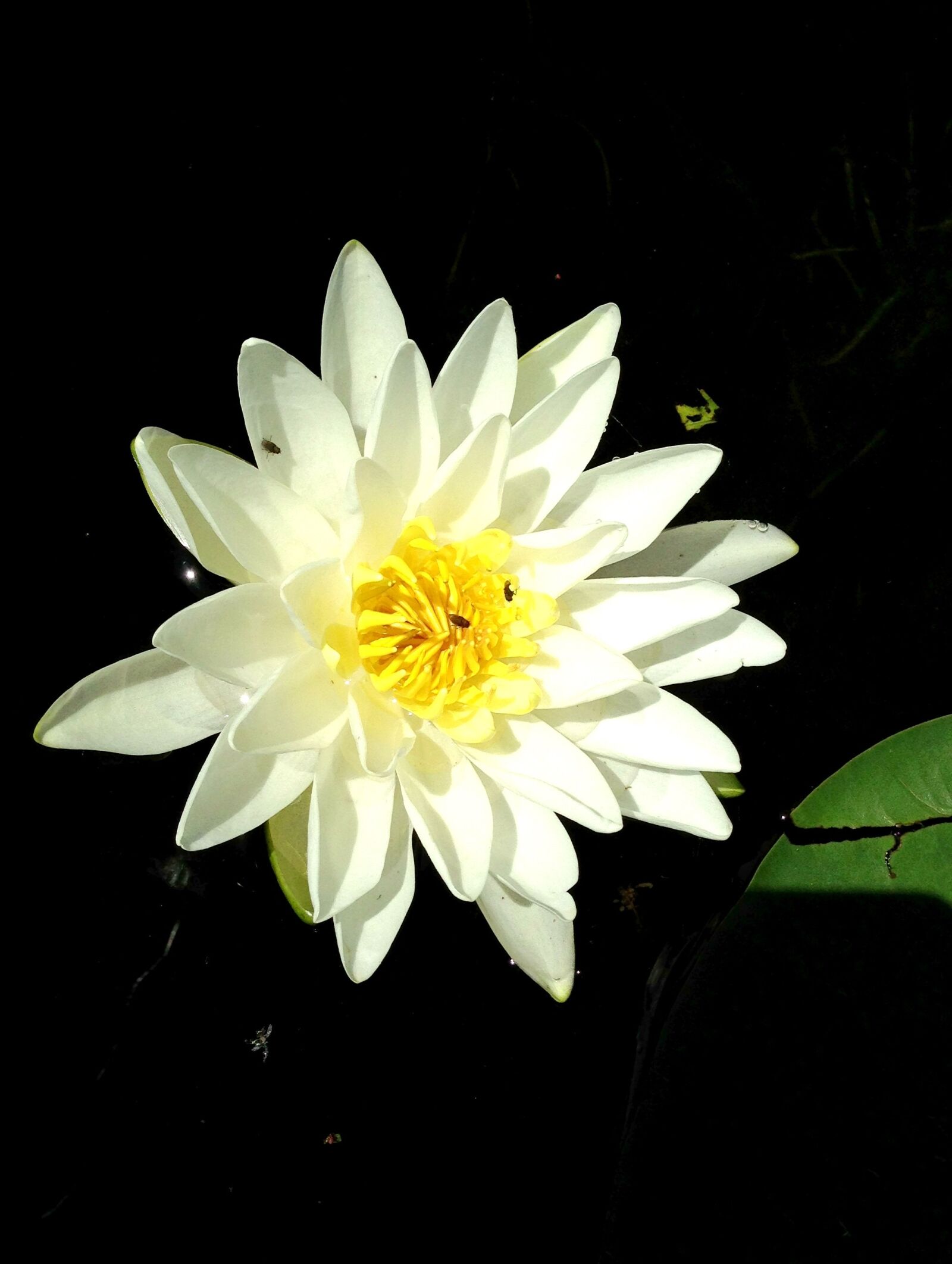 Apple iPhone 5 sample photo. Flower, water, lily photography