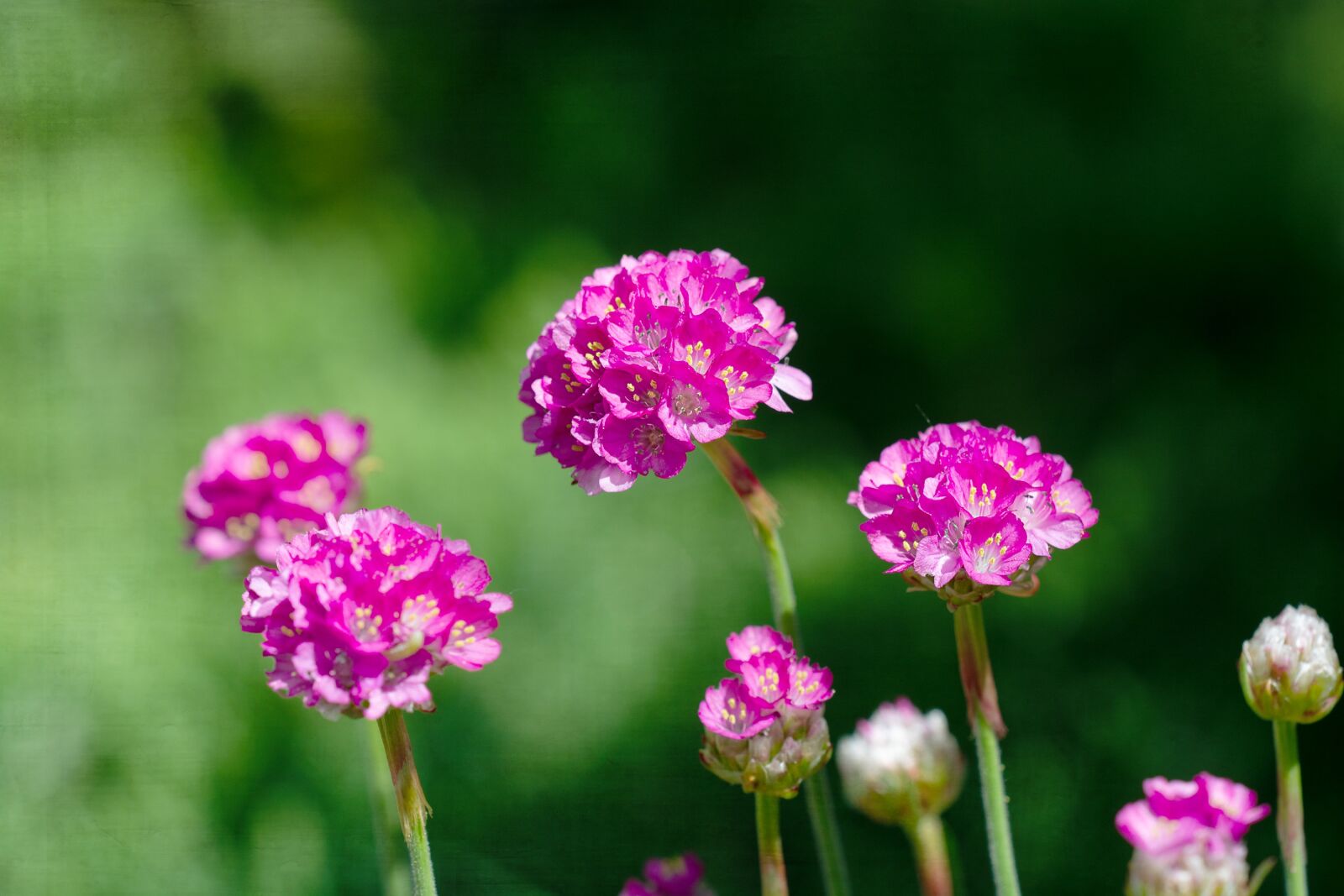 Nikon D7100 sample photo. Flowers, pink, pink flower photography