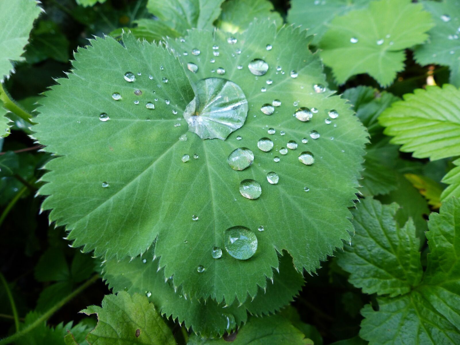 Panasonic Lumix DMC-FZ200 sample photo. Drop of water, plant photography