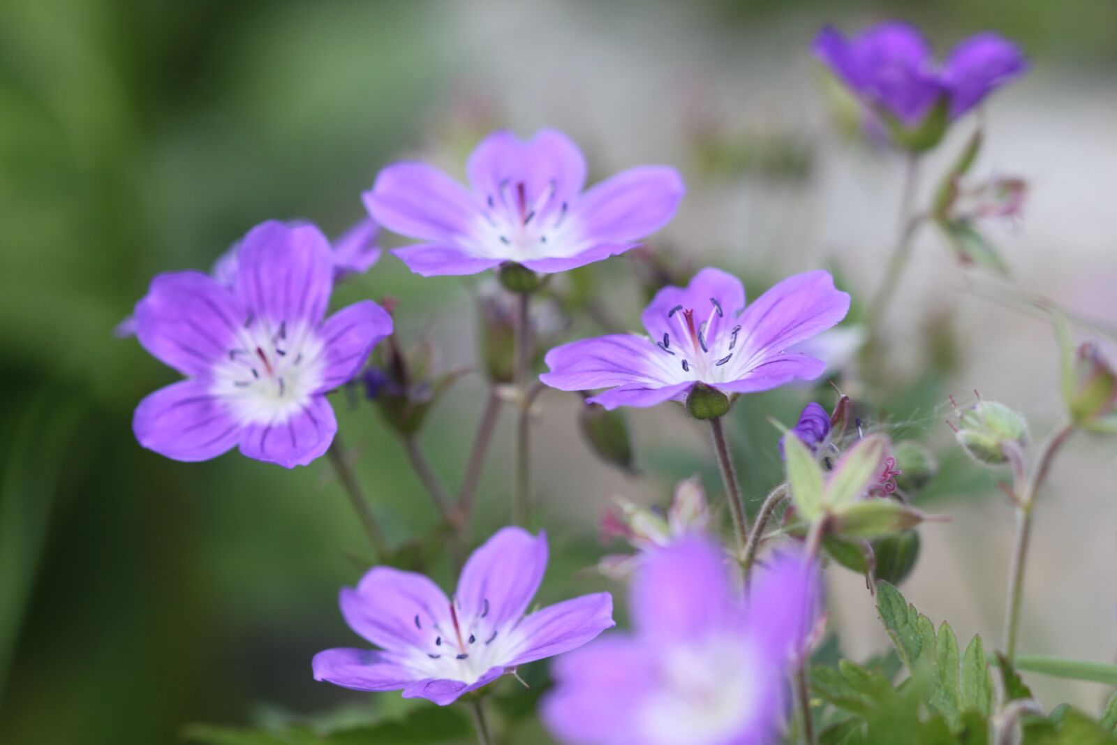 Canon EOS 500D (EOS Rebel T1i / EOS Kiss X3) sample photo. Nature, flower, purple photography