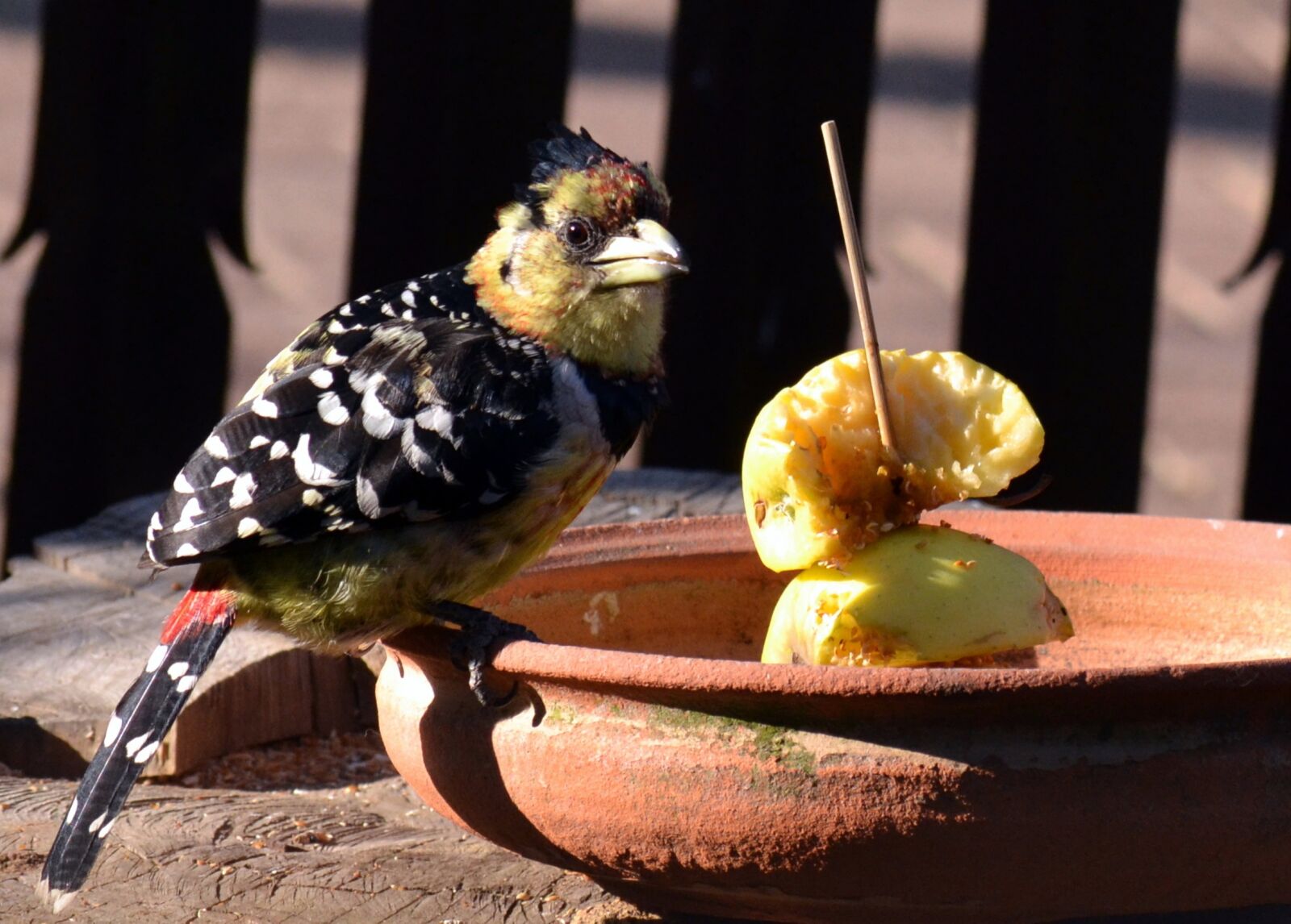 Nikon D3100 sample photo. Garden bird, food, apple photography