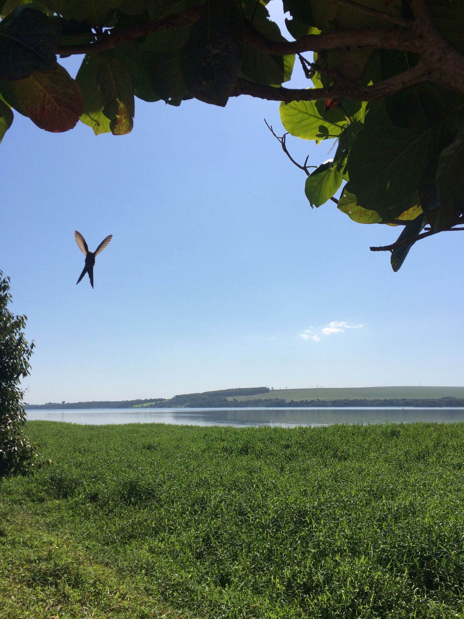 Apple iPhone 5s sample photo. Bird, nature, birds photography