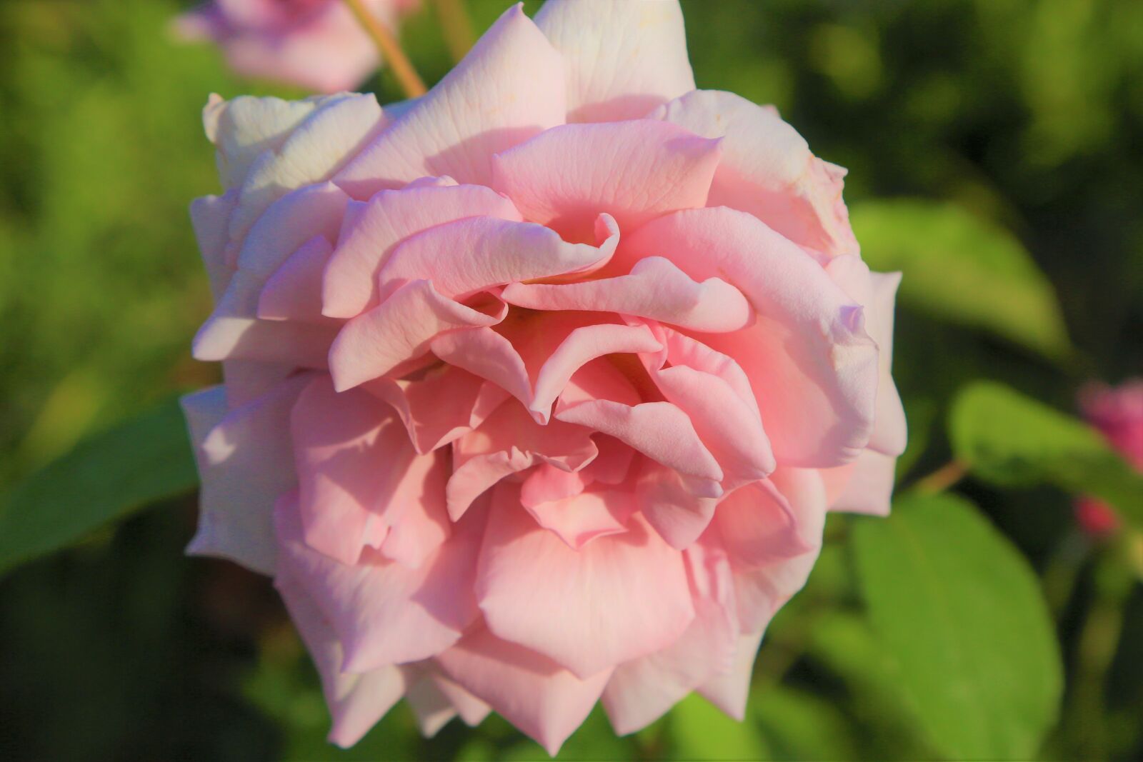 Canon EF 24-105mm F4L IS USM sample photo. Rose, bud, nature photography