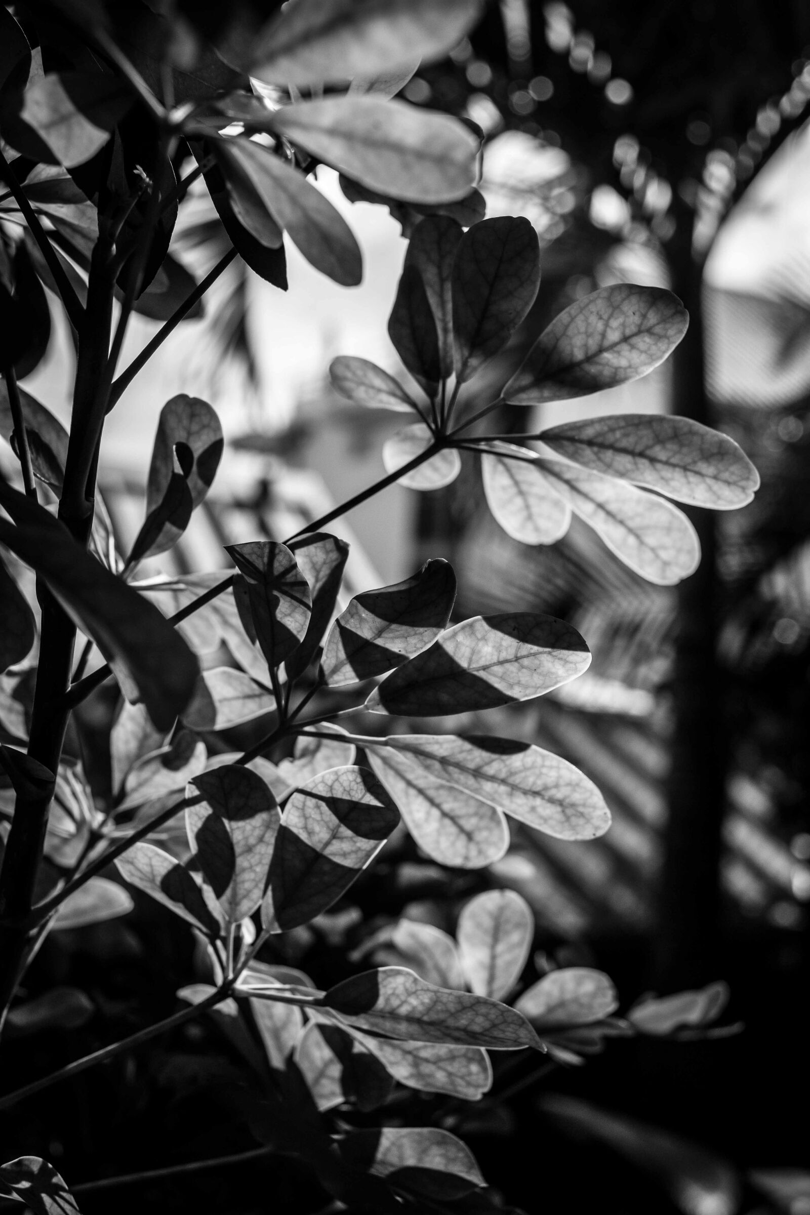 Canon EF 40mm F2.8 STM sample photo. Black, and, white, nature photography