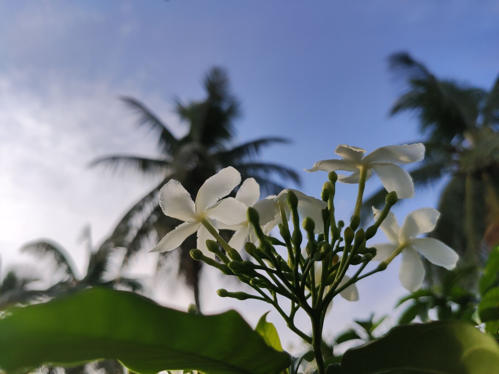 Xiaomi Redmi K20 Pro sample photo. Green, flower, wallpaper photography