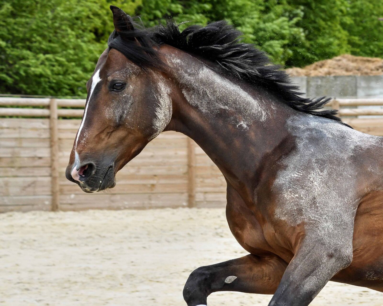 Nikon D500 sample photo. Horse, animal, nature, cavalry photography