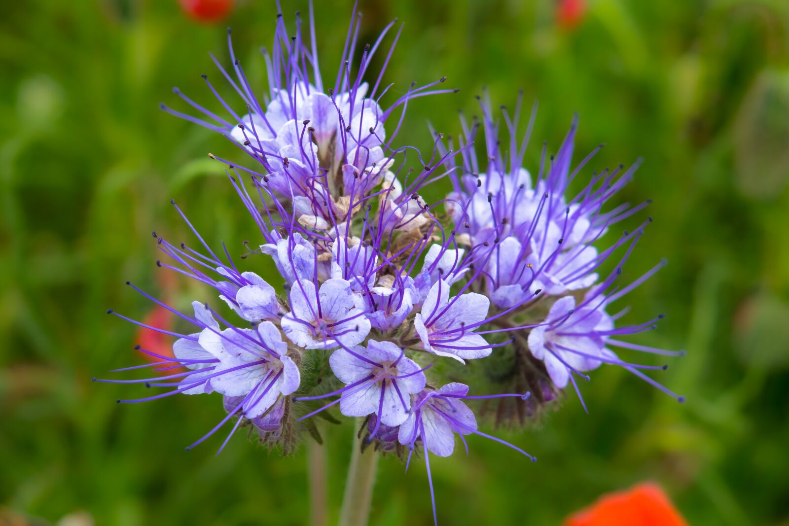 Canon PowerShot G3 X sample photo. Phacelia, blossom, bloom photography