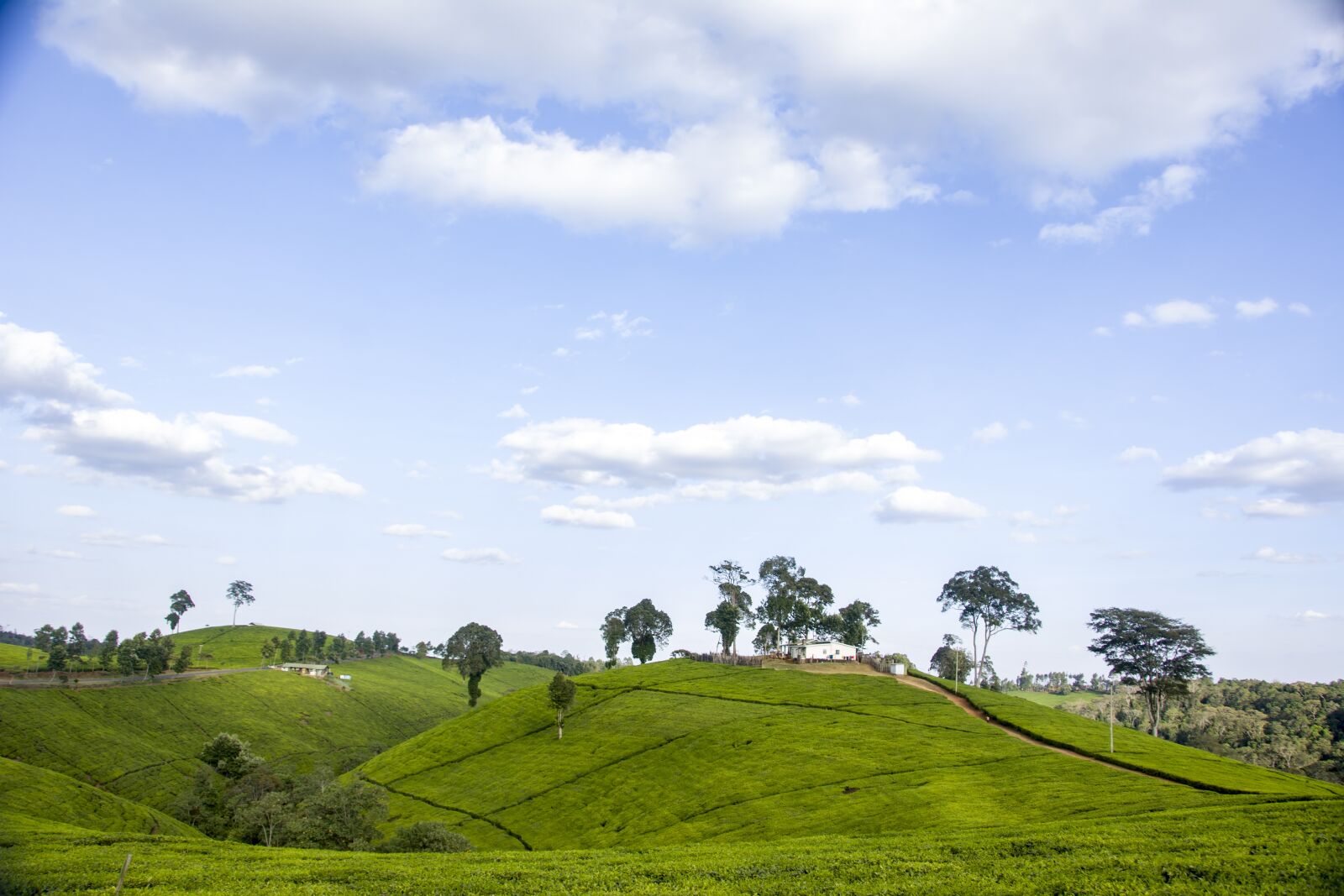 Nikon D7100 sample photo. Tea, plantation, africa photography