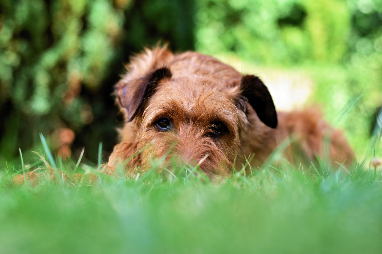 Nikon D5200 sample photo. Dog, irish terrier, garden photography