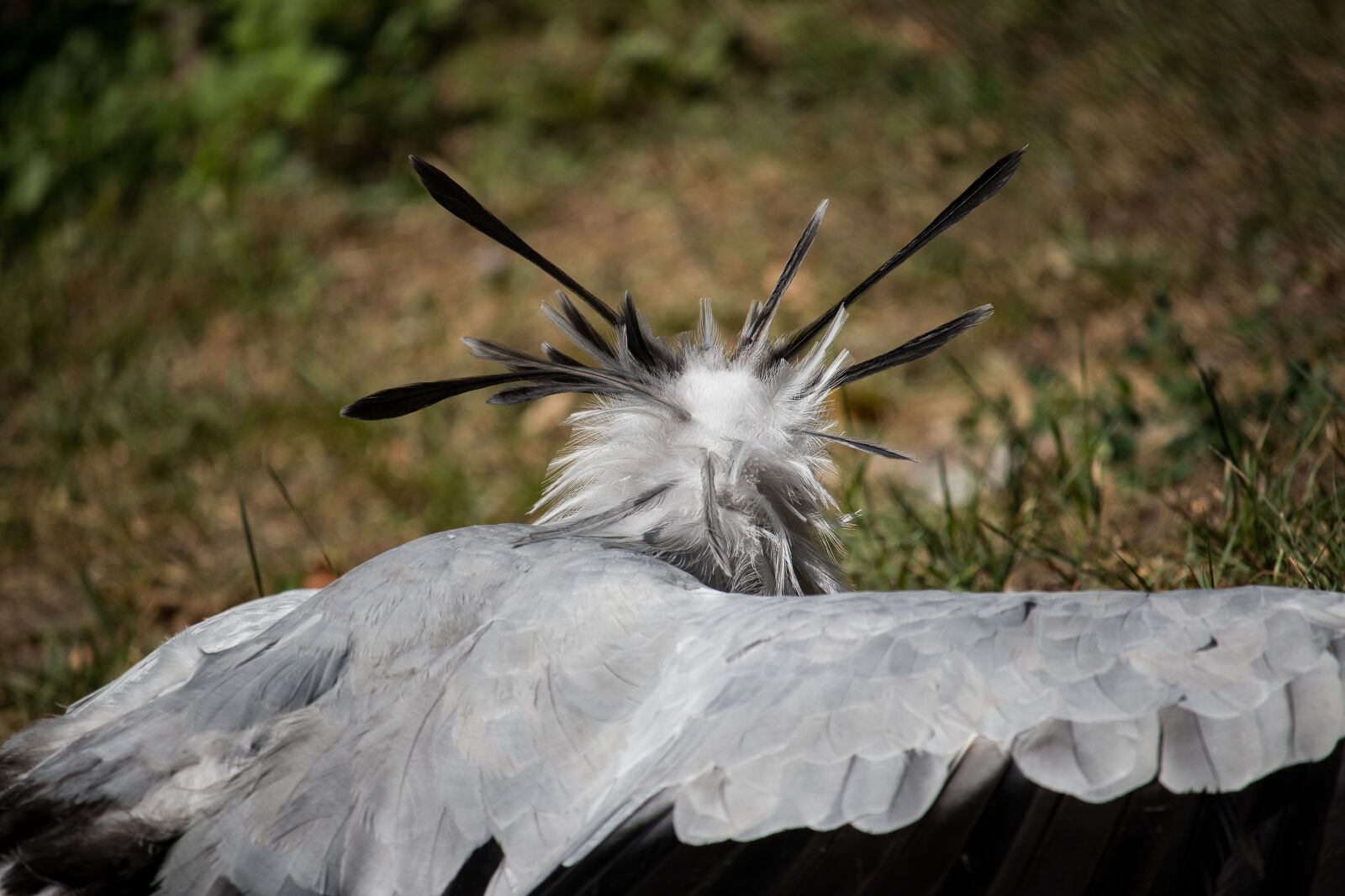 Canon EF-S 55-250mm F4-5.6 IS STM sample photo. Secretary, raptor, bird photography