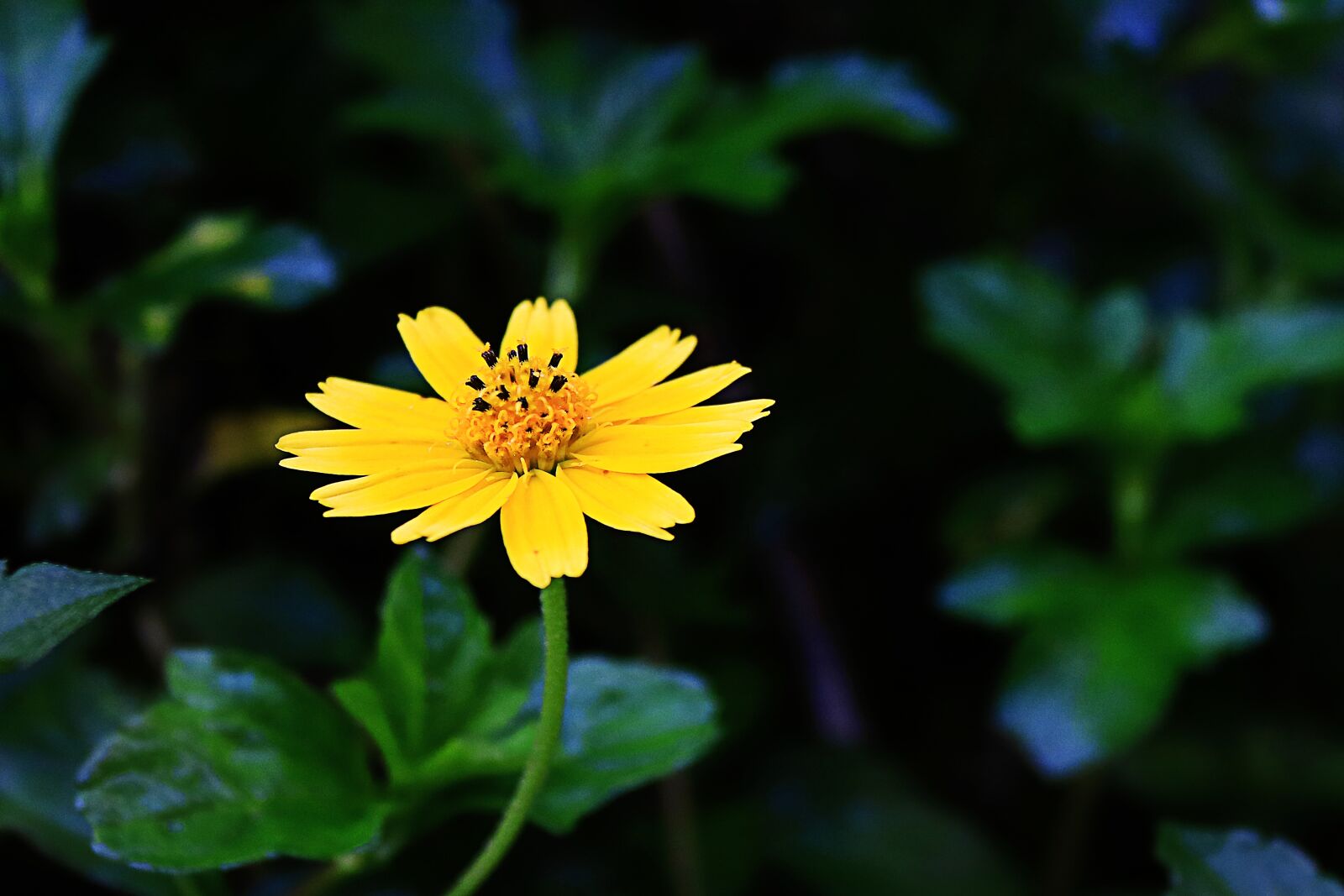 Canon EOS 750D (EOS Rebel T6i / EOS Kiss X8i) sample photo. Flowers, nature, flower photography