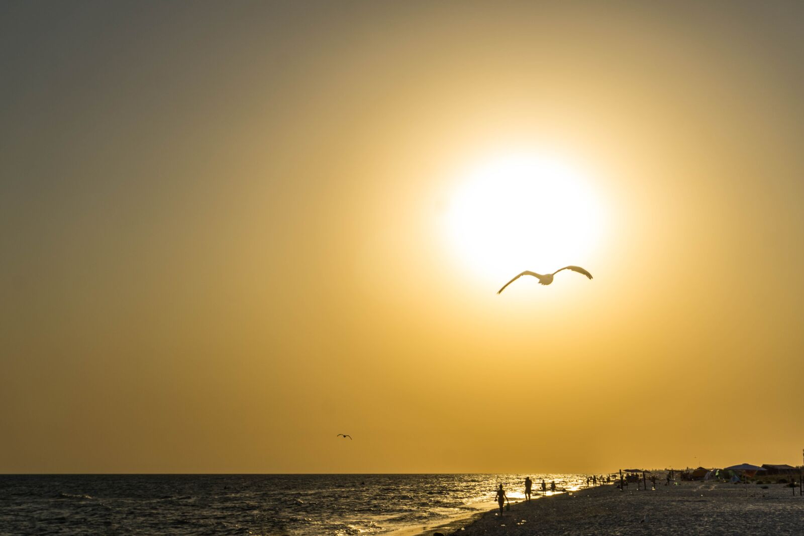 Sony a6000 sample photo. Sunset, bird, sea photography