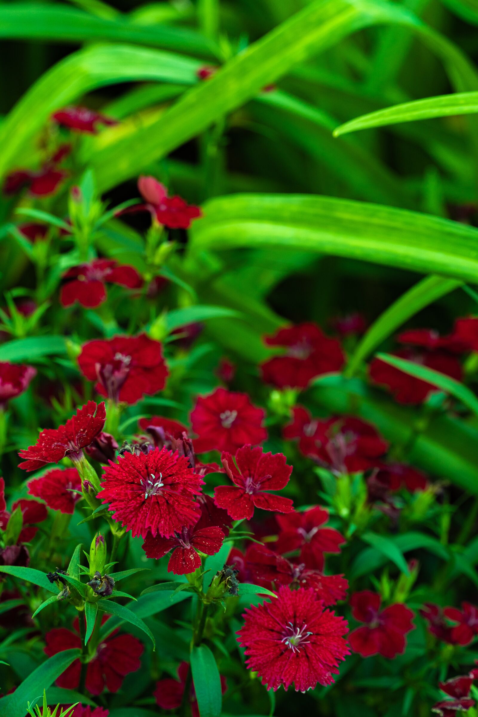 Sony a6600 sample photo. Flower, green, flowers photography