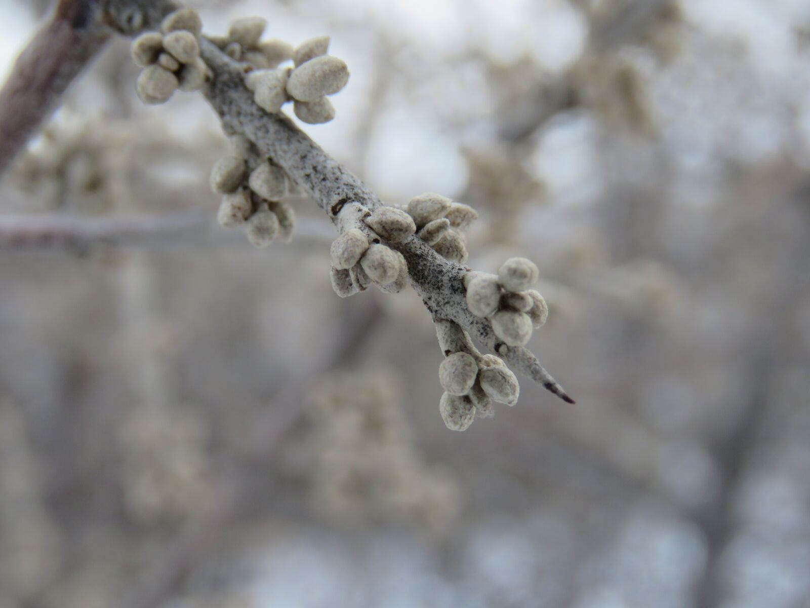 Canon PowerShot SX60 HS sample photo. Frost, nature, winter photography