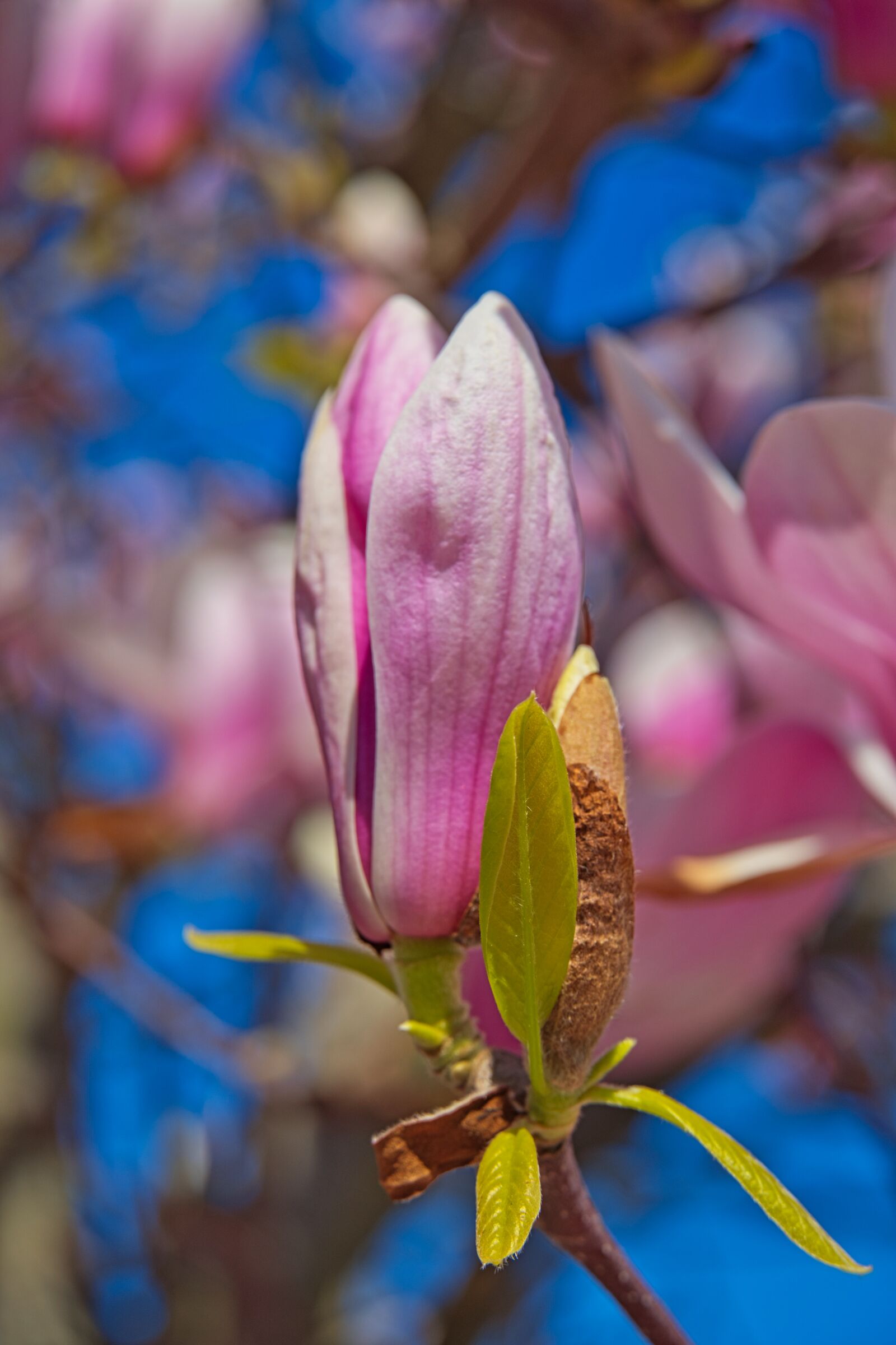 Sony a6400 sample photo. Spring, the beginning of photography