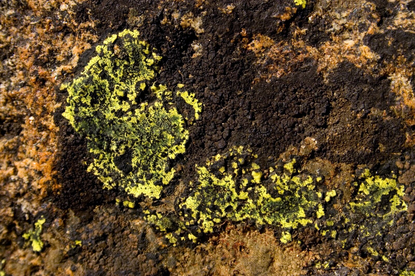 Canon EOS 30D sample photo. Lichen, detail, macro photography