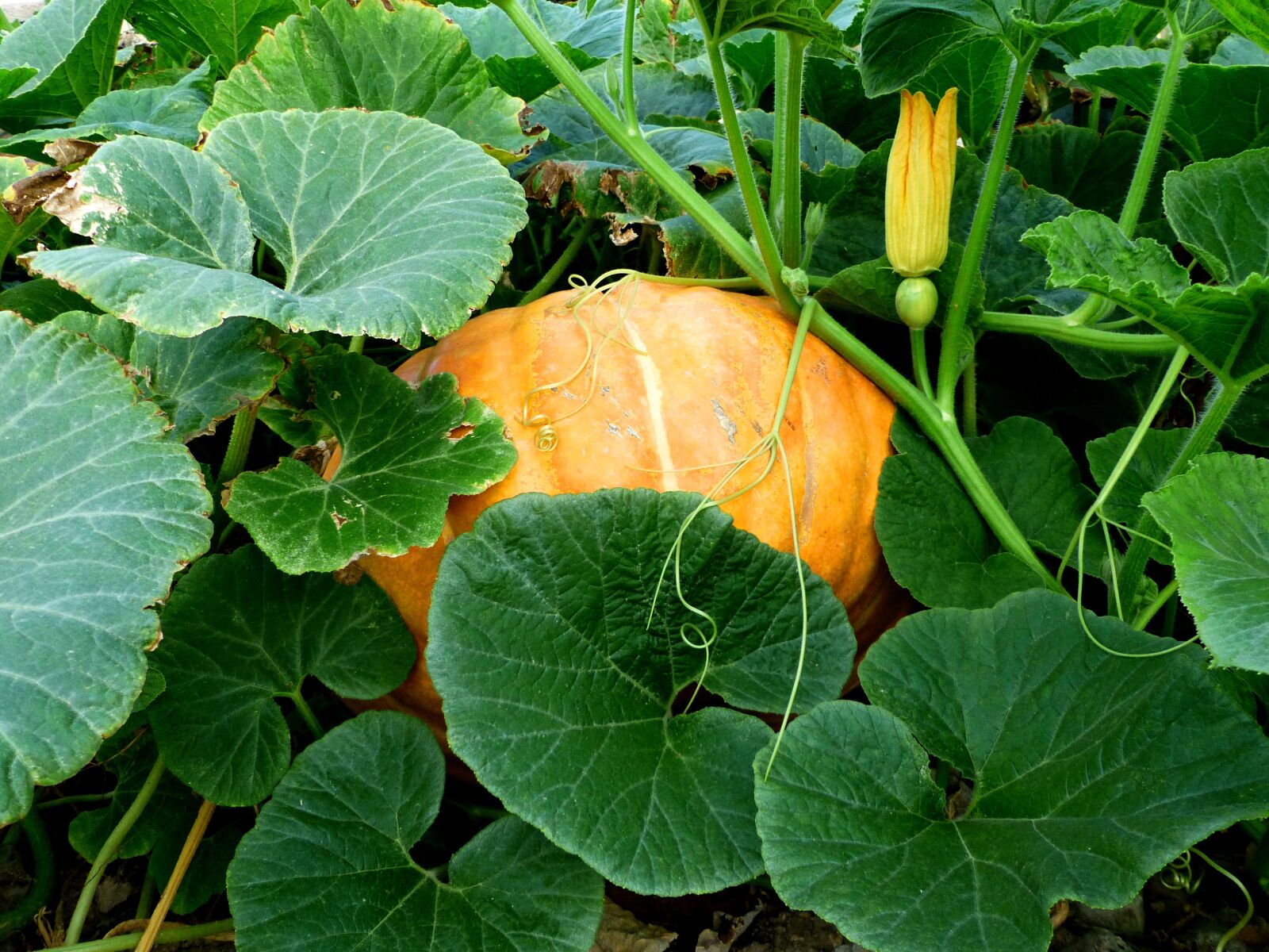Panasonic Lumix DMC-FZ200 sample photo. Vegetables, garden, pumpkin photography