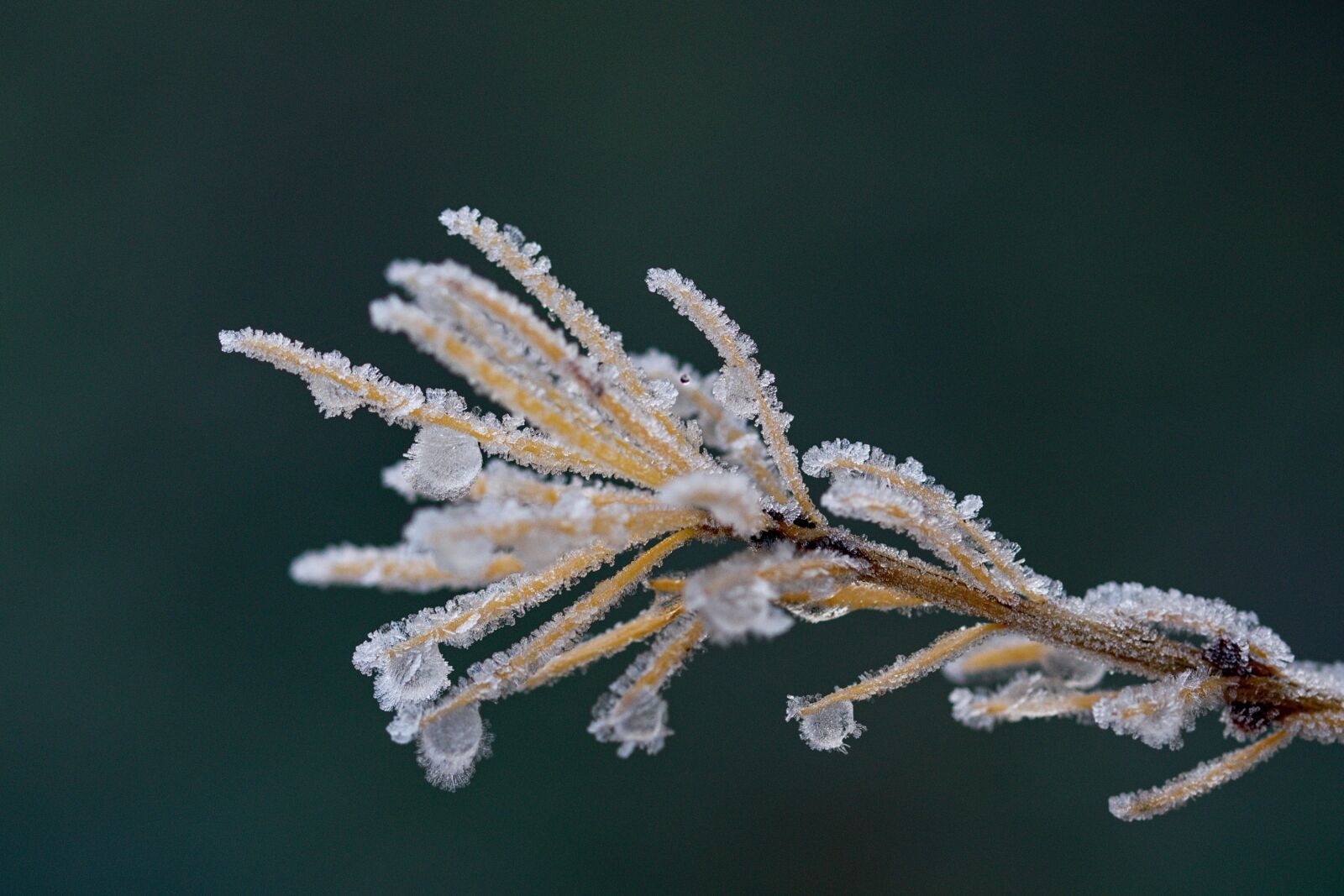 Nikon D5500 sample photo. Icing, plant, winter photography